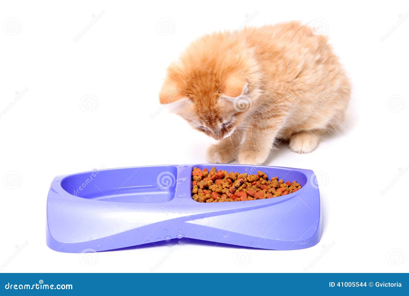 猫咪吃猫粮_高清图片素材