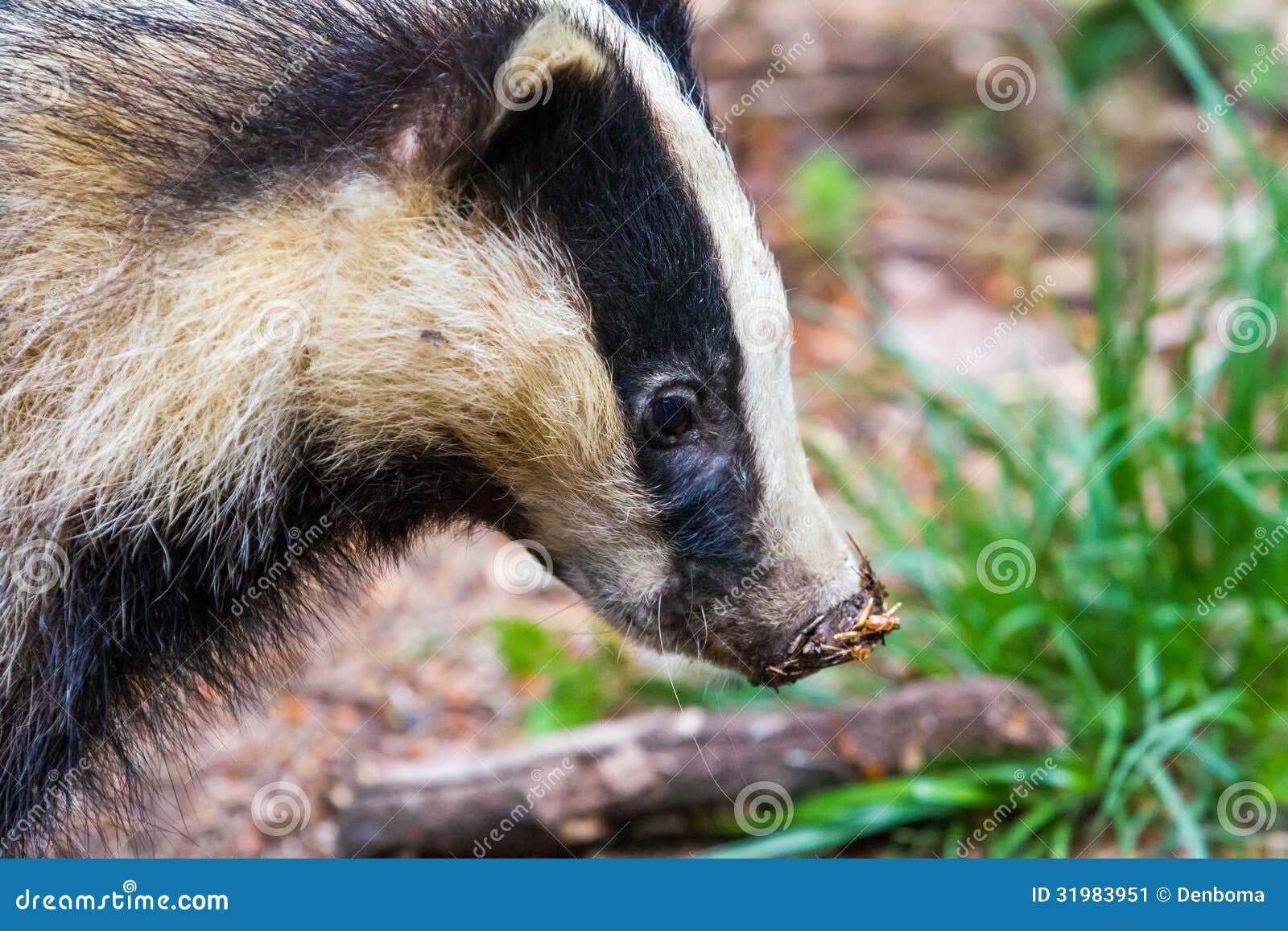 猪獾-非法贸易野生动物与制品鉴别-图片