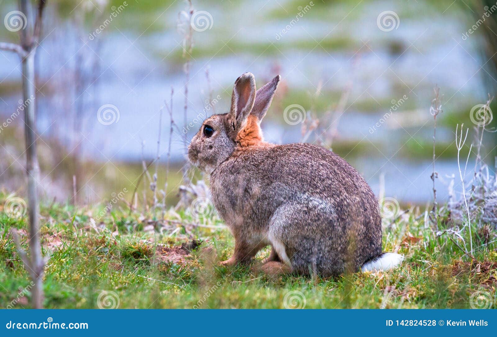 机敏的野生共同的兔子(穴兔串孔)在草甸坐一个冷淡的早晨 库存照片 - 图片 包括有 冷淡, 背包: 70084310