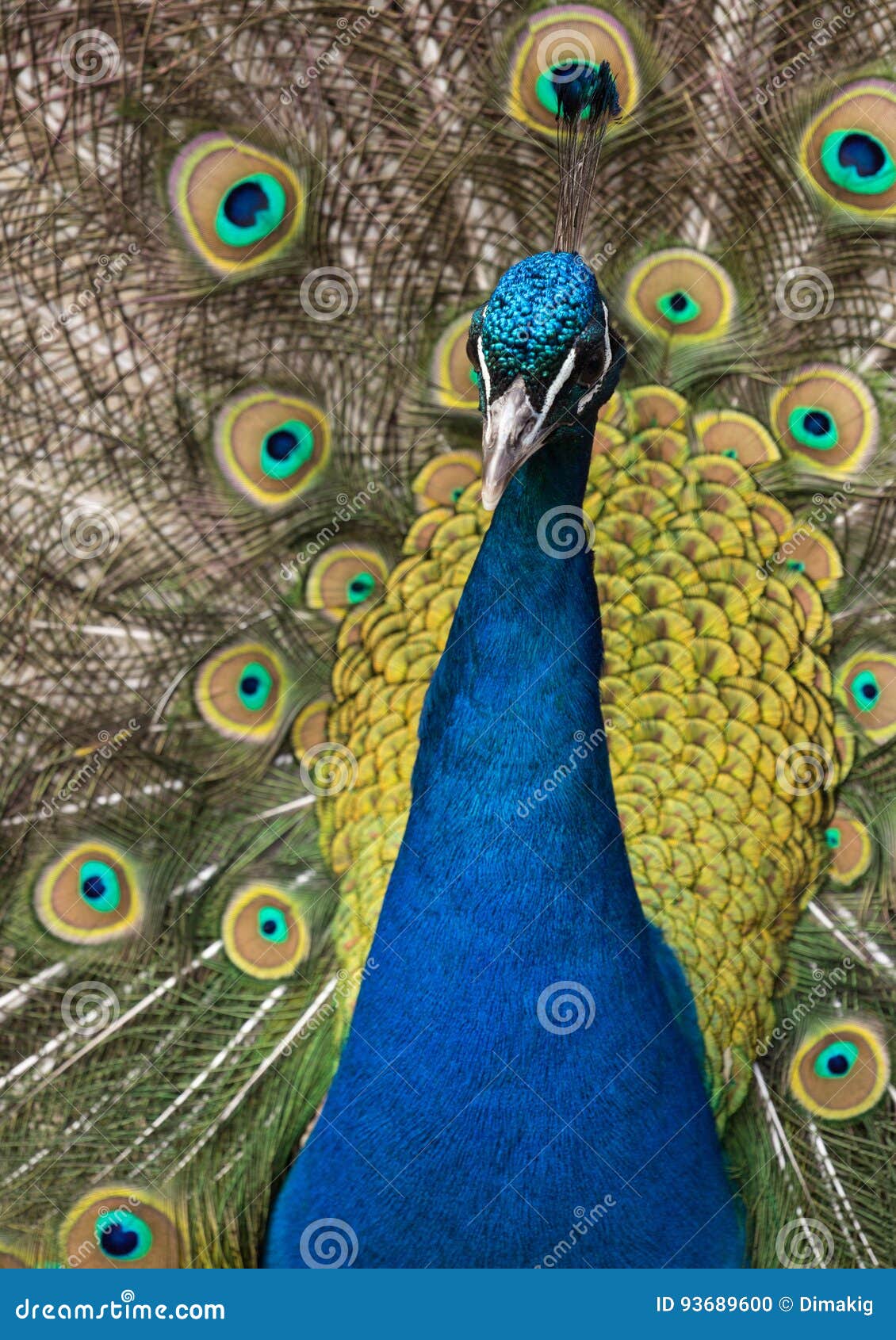 公园里一只孔雀的正面全身照库存照片- 图片: 93689600