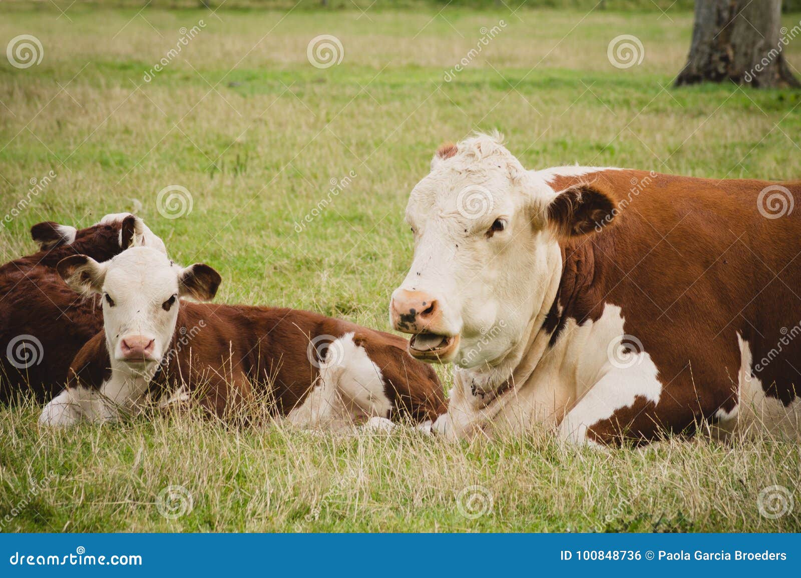 母牛和小牛在领域