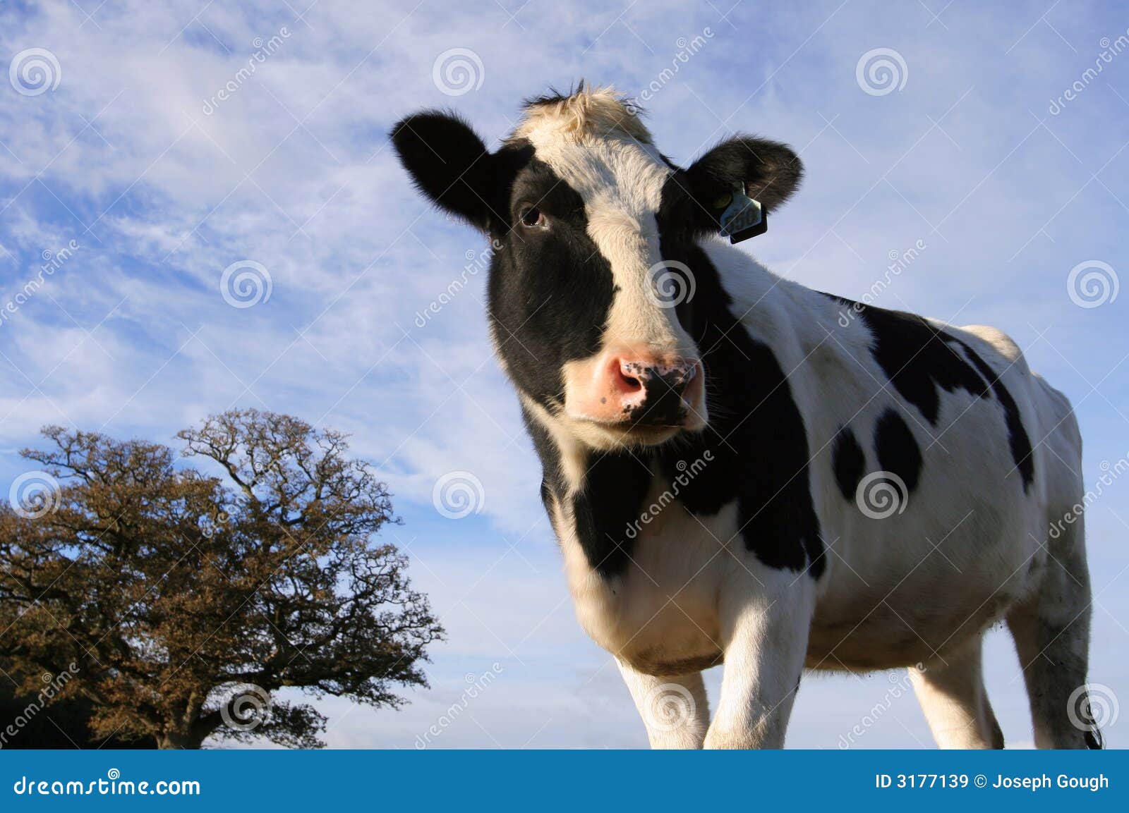 黑白黑白花牛母牛 库存照片. 图片 包括有 问题的, 空白, 乳房, 敌意, 母牛, 黑白花牛, 牛奶店 - 43857380