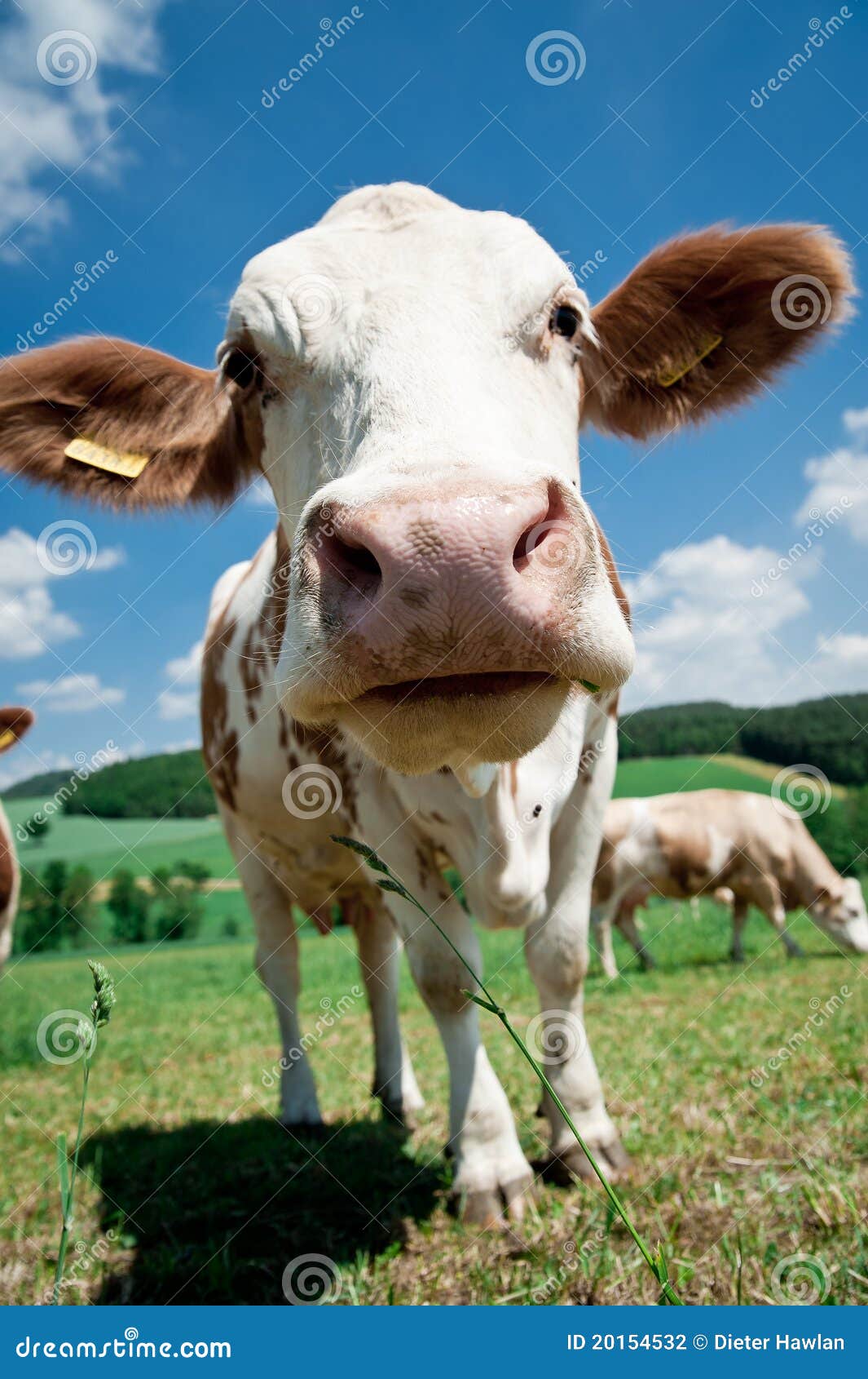 母牛鼻子 库存照片. 图片 包括有 贝多芬, 乡下, 表面, 特写镜头, 问题的, 蓝色, 乐趣, 牛奶 - 25828832