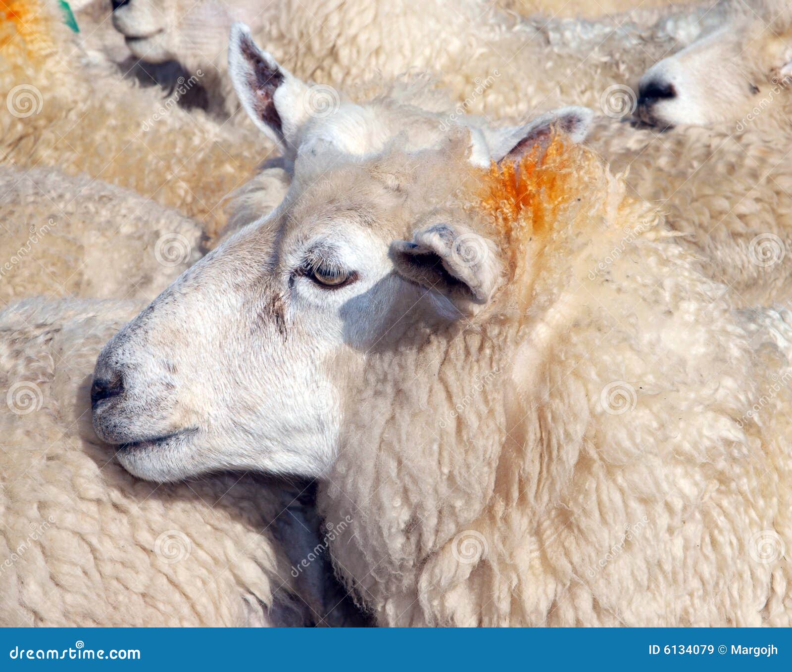 母羊和两只小羊高清摄影大图-千库网