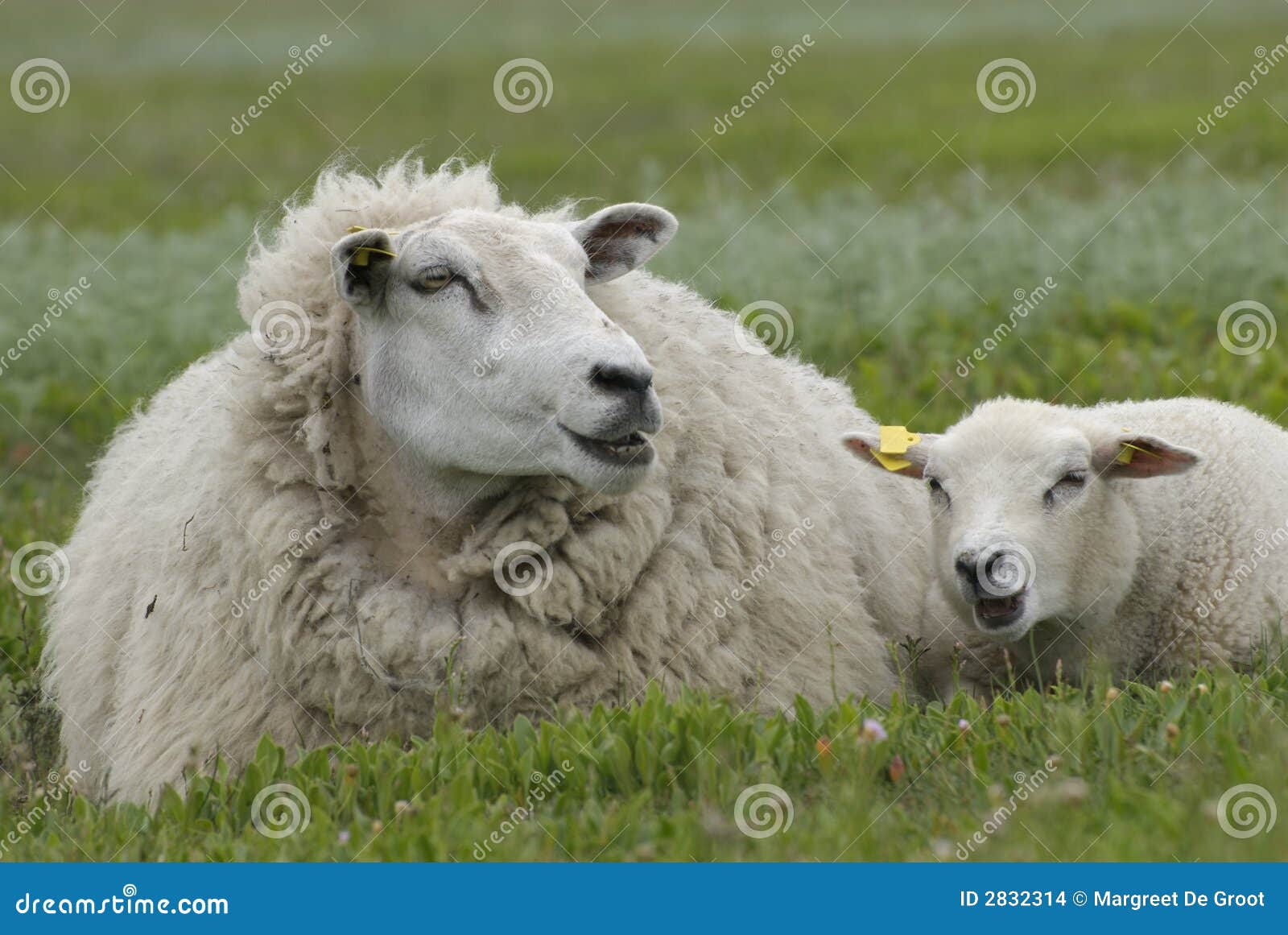 农场农田中的羊公羊母羊高清摄影大图-千库网