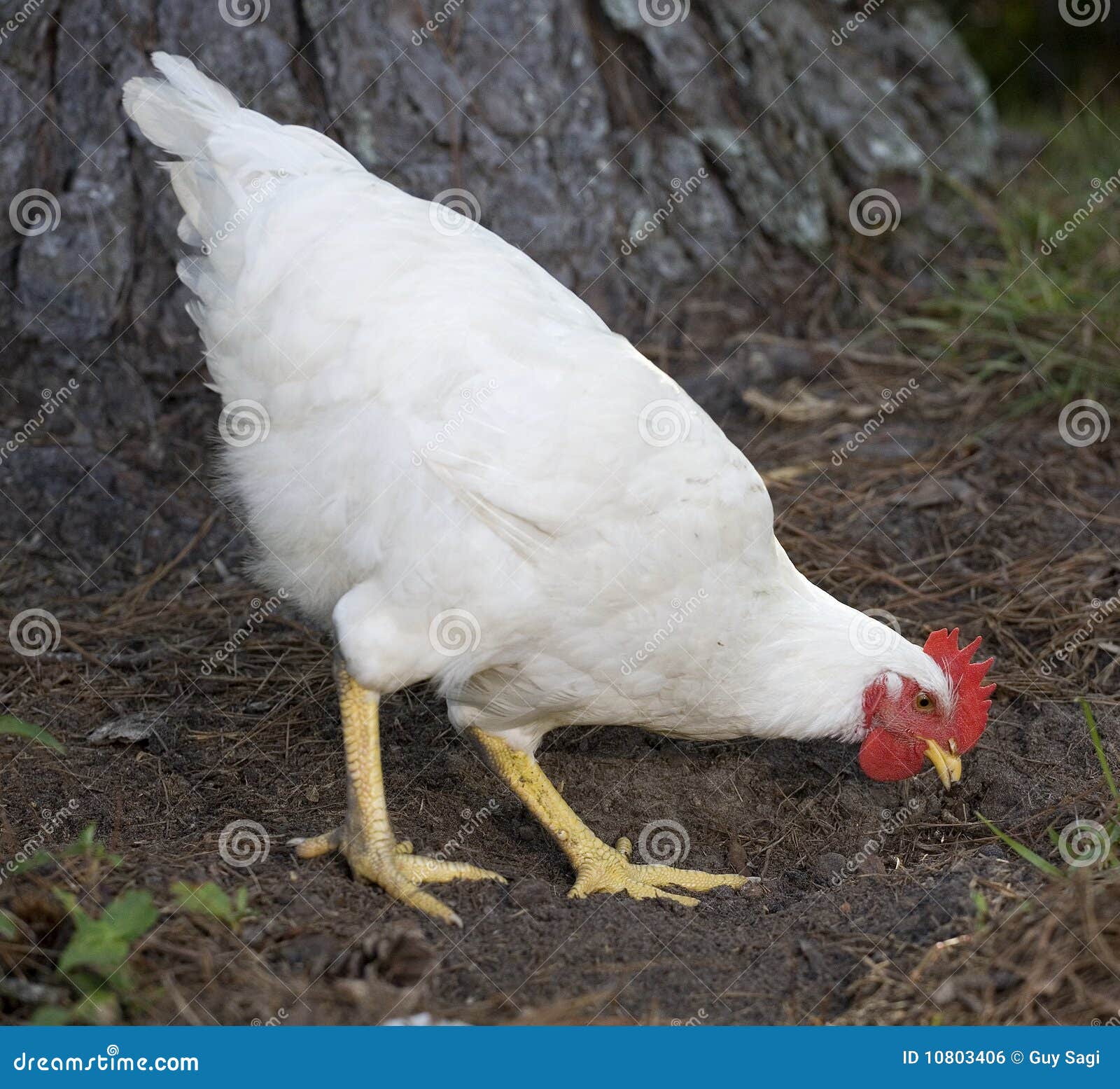 滑稽的红发禽畜母鸡在后院啄五谷 库存照片. 图片 包括有 家禽, 家畜, 自然, 雄鸡, 梳子, 土气 - 132567478