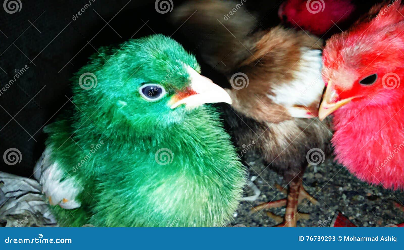 母鸡和小鸡摄影图__家禽家畜_生物世界_摄影图库_昵图网nipic.com