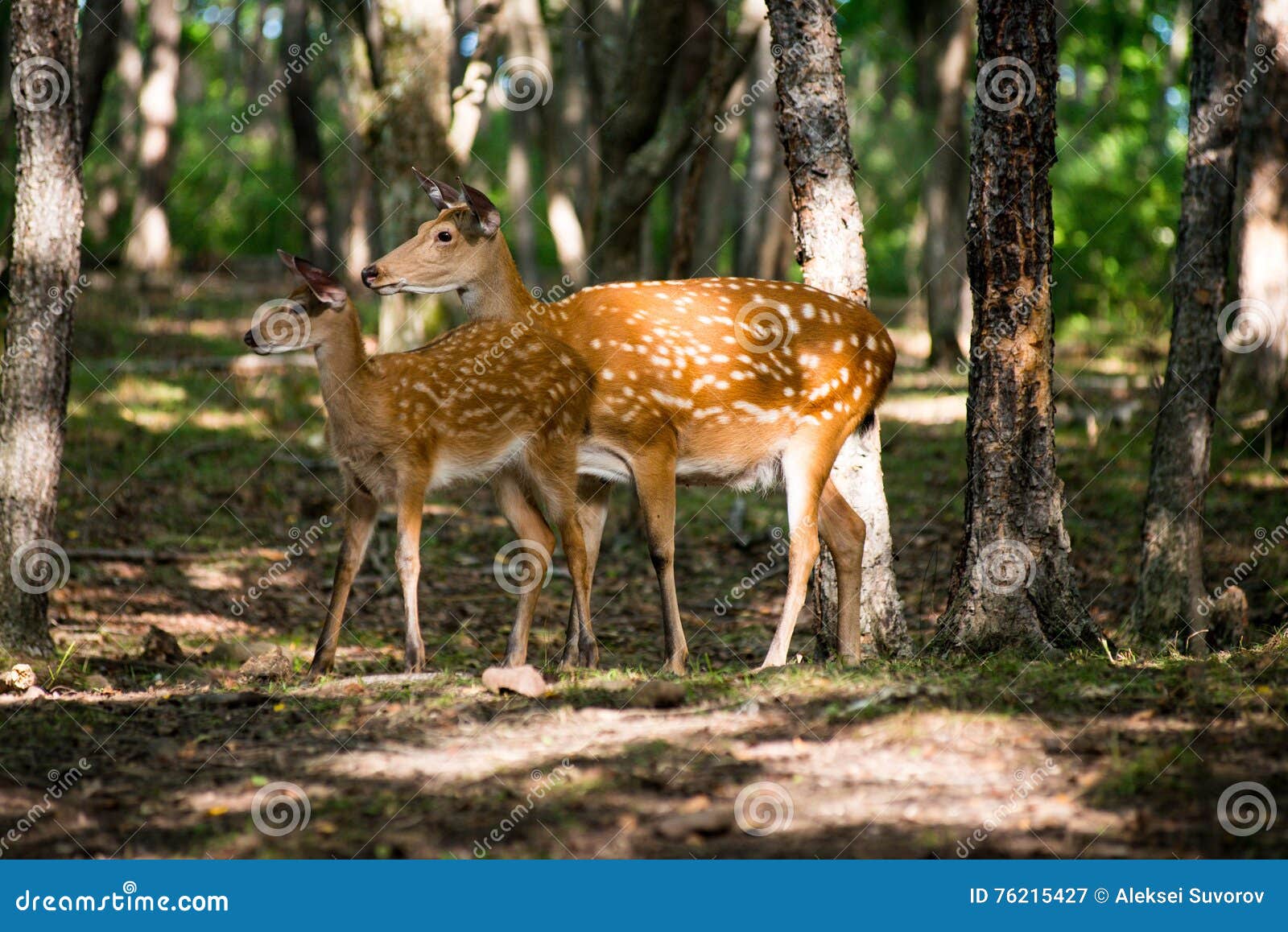 白尾鹿母鹿秋天森林 库存照片. 图片 包括有 母鹿, 风景, 野生生物, 空白, 本质, 垂直, 查找, 伙伴 - 81840082