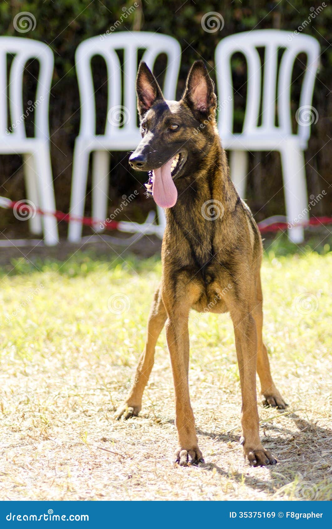 比利时马犬图片 _排行榜大全