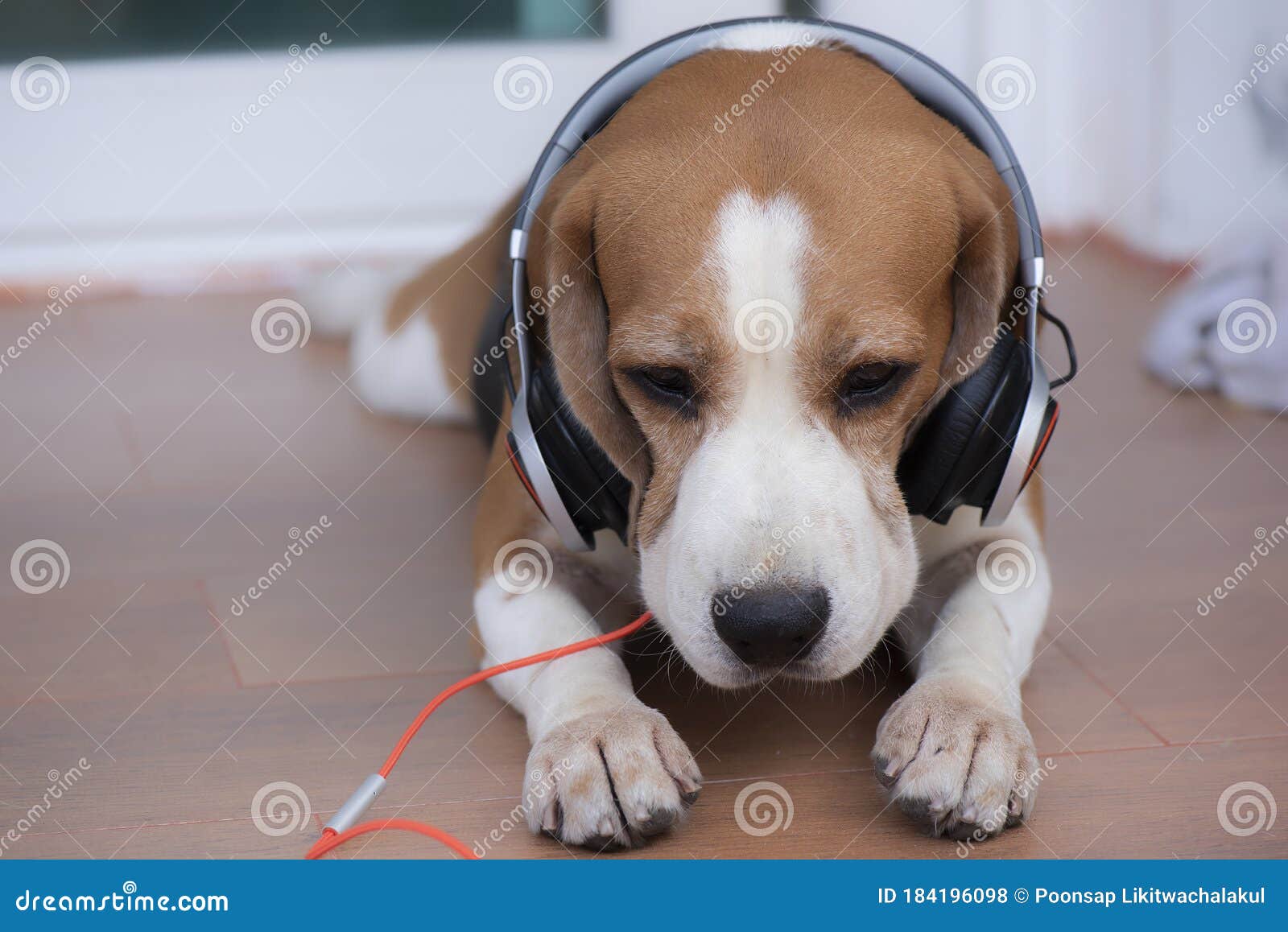 带着耳机唱歌的吉娃娃犬狗狗图片_蛙客网viwik.com
