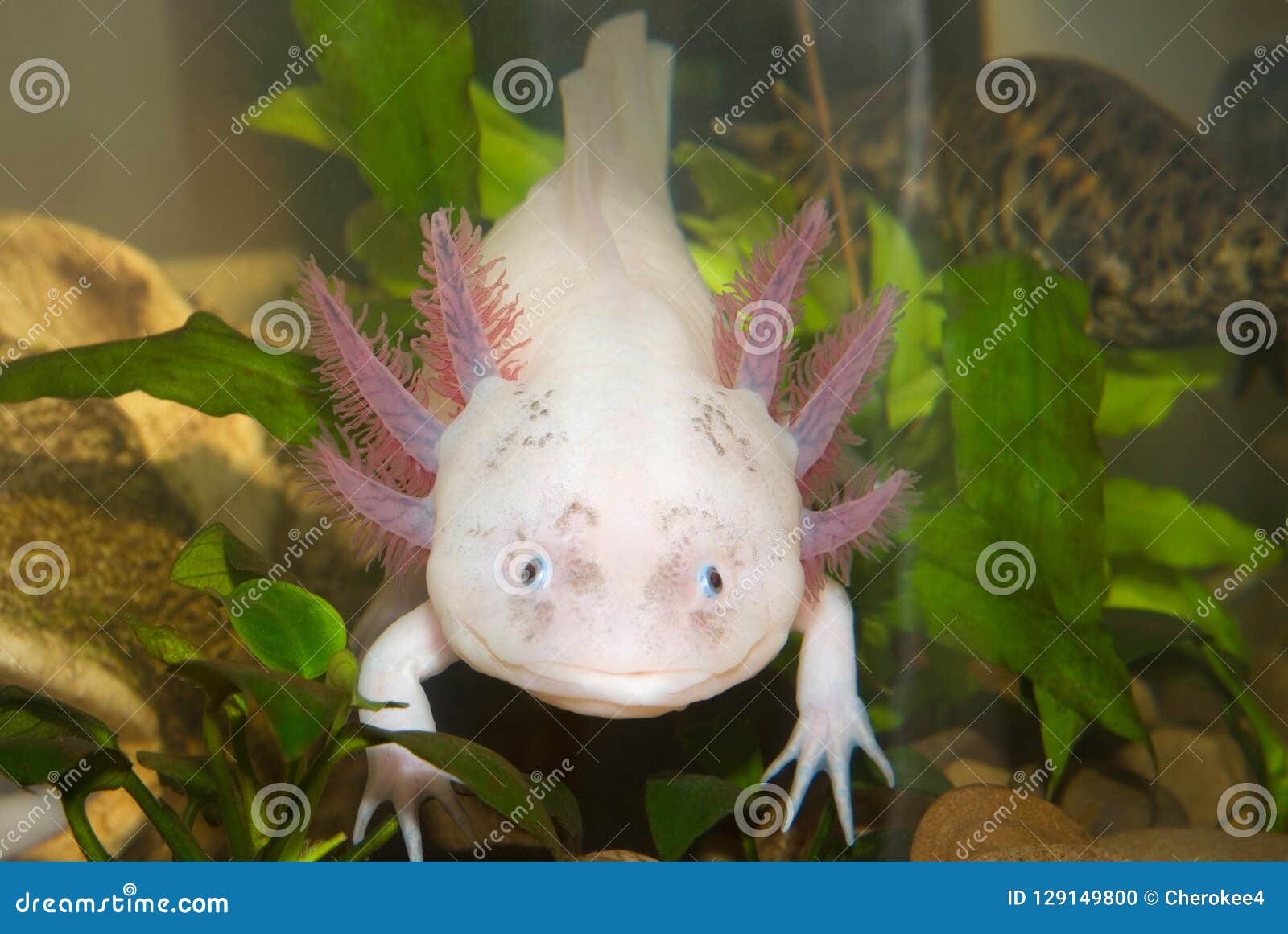 水下的蝾螈画象关闭在水族馆- 水下的蝾螈画象关闭在水族馆-