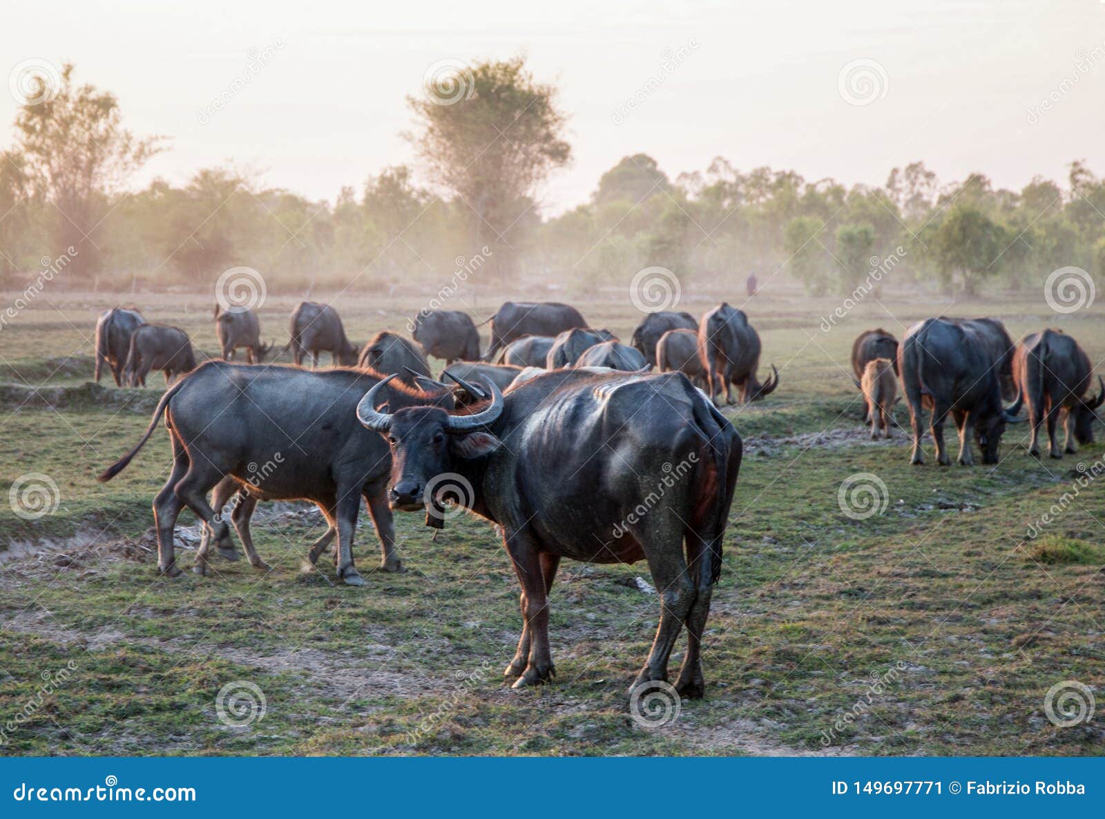 水牛城牧群在乡下村庄，泰国，亚洲
