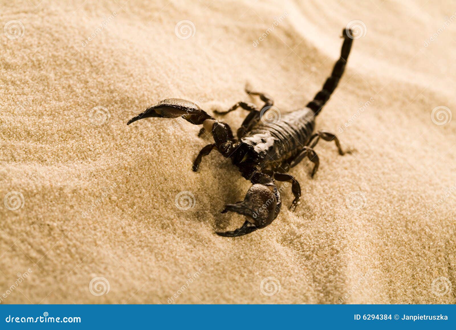 黄色蝎子在沙漠，大弯曲国家公园，得克萨斯，美国 库存照片. 图片 包括有 可弯的, 节肢动物, 沙漠, 昆虫 - 115254096