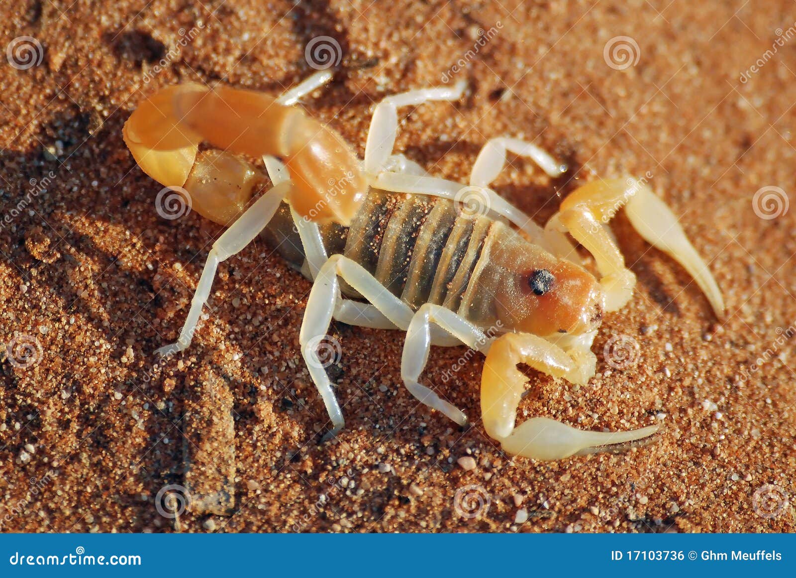 沙漠中的蝎子壁纸_主题酷魅