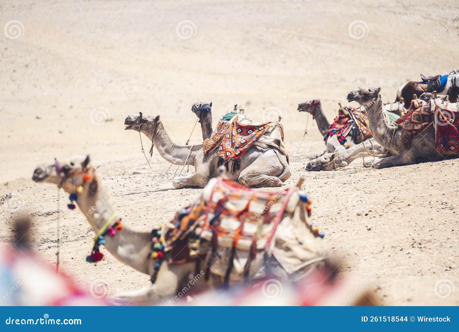 阿拉伯骆驼Camelus Drimadarius在西亚阿拉伯联合酋长国沙漠 库存图片 - 图片 包括有 运输, 聚会所: 166059635