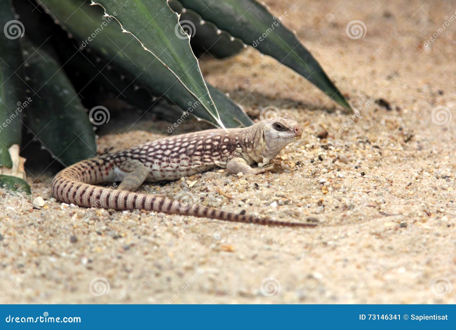沙漠鬣蜥 蜥蜴 野生动物 - Pixabay上的免费照片 - Pixabay