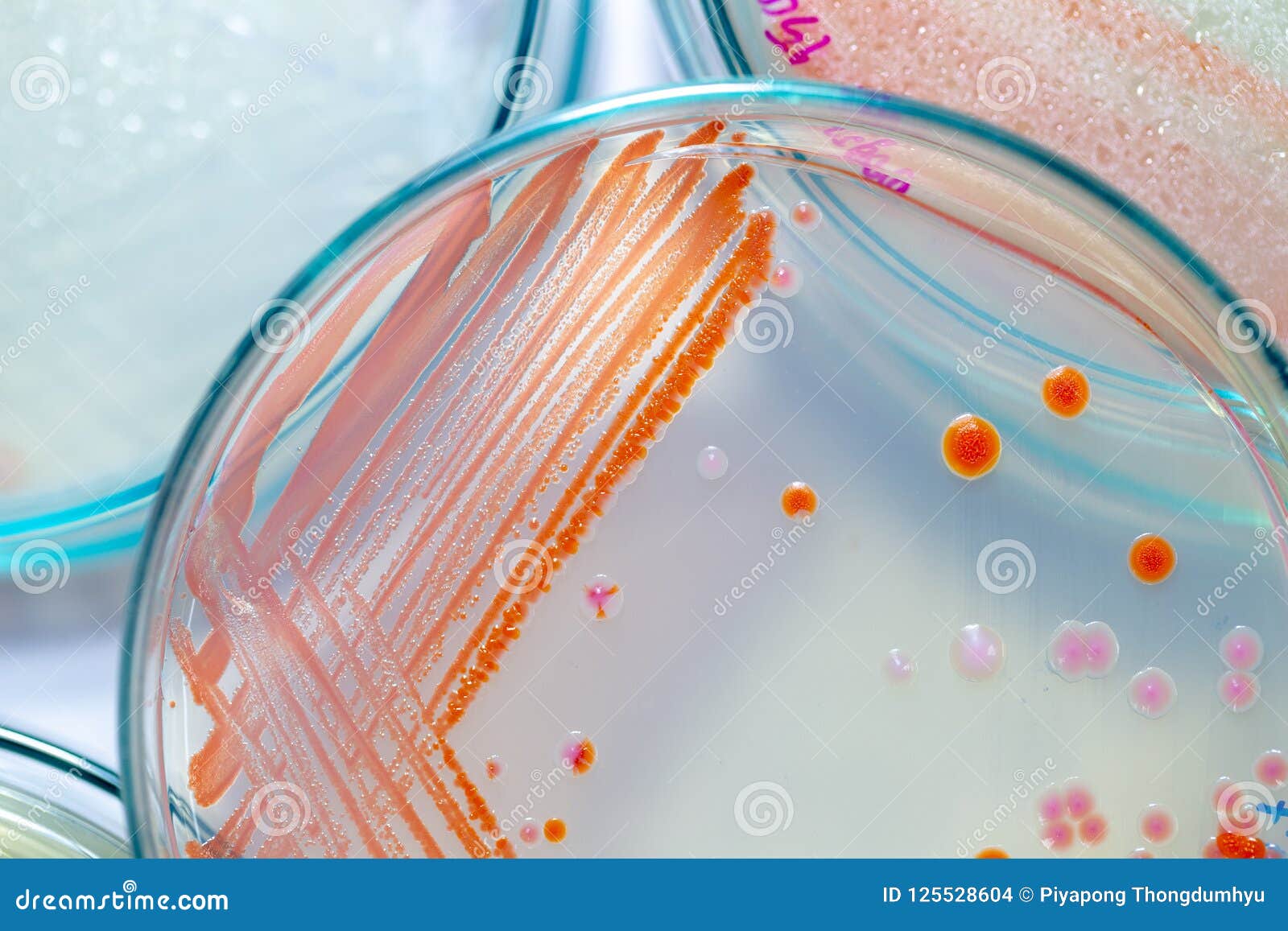 细菌革兰氏染色手绘图-图库-五毛网