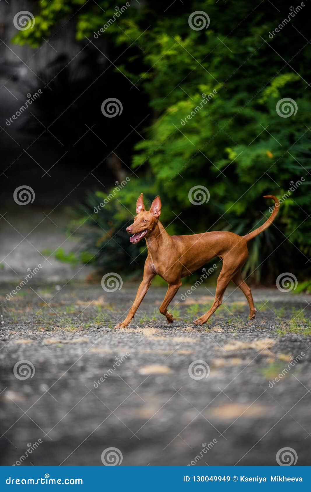 Pharaoh Hound: Dog Breed Characteristics & Care