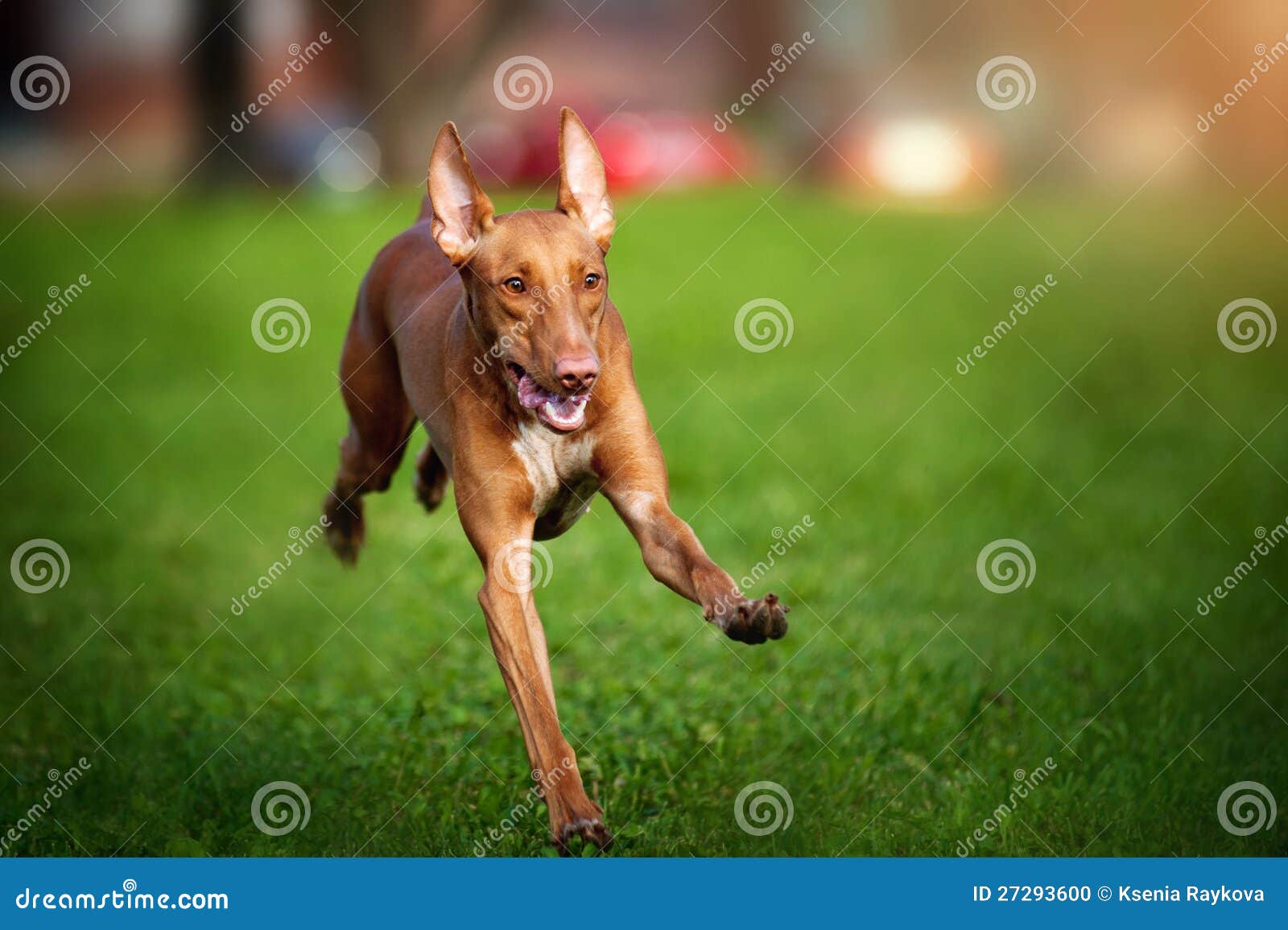 法老王猎犬可以通过视觉、听觉和嗅觉来捕猎 - 知乎