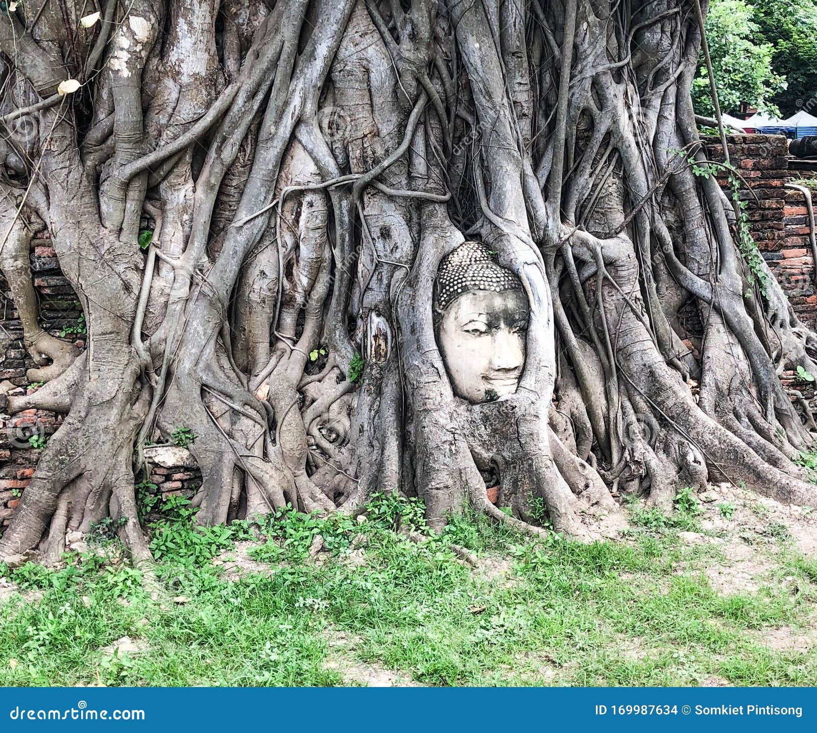 泰国大城寺玛哈塔菩提树内，有名佛像或佛头库存照片. 图片包括有图象 