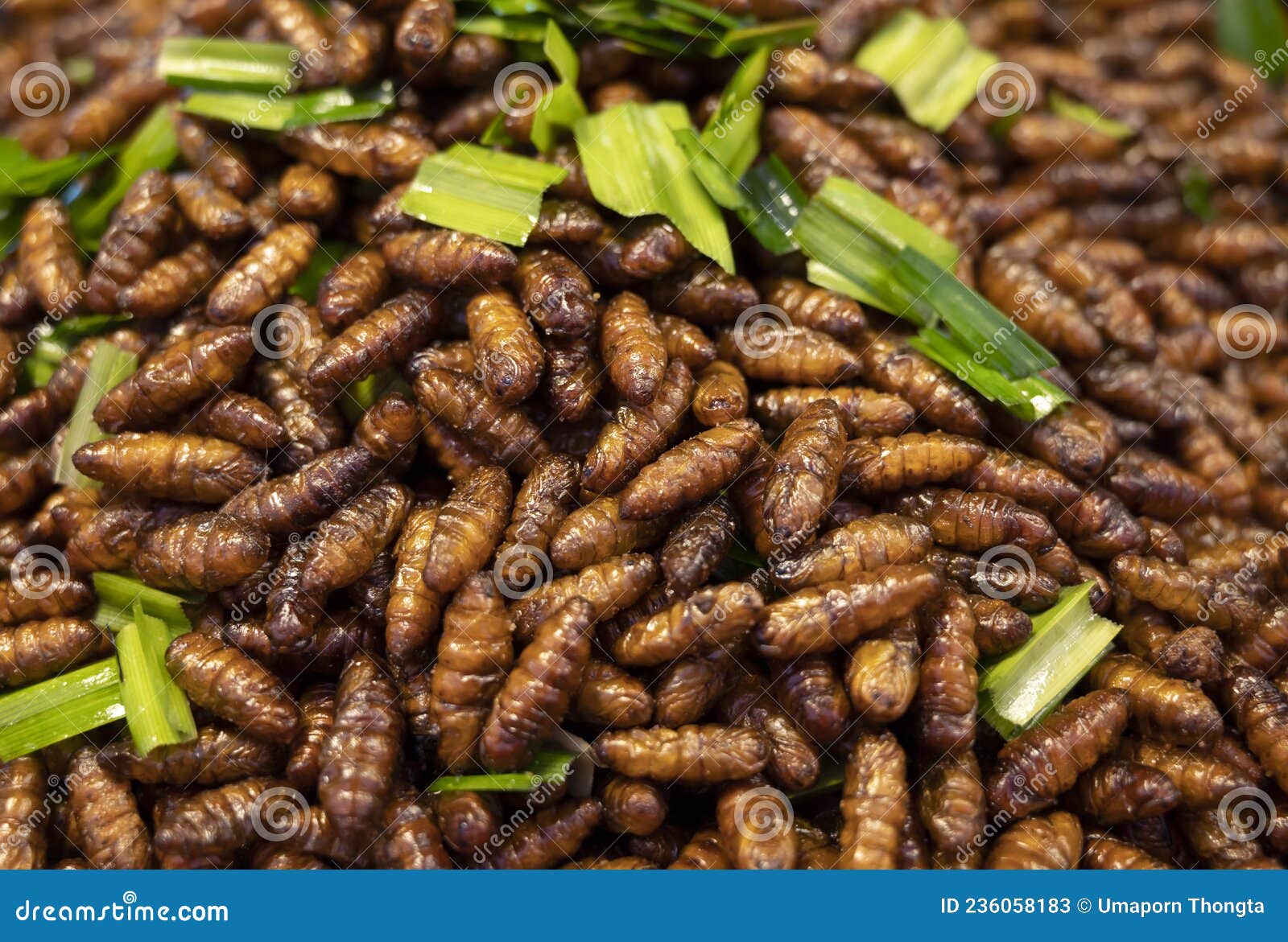 在曼谷的沙土恰克周末集市，丝甲虫被炸成零食 库存图片. 图片 包括有 市场, 周末, 快餐, 泰国, 丝绸 - 217276193