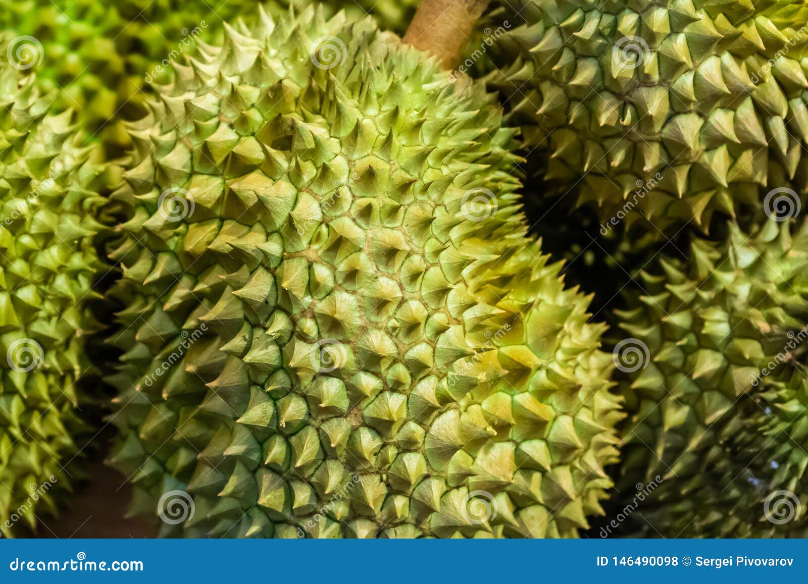 泰国皇家果实，臭气熏天的大绿刺果 异国情调水果特写 库存照片. 图片 包括有 背包, 皇家, 聚会所, 营养 146490098