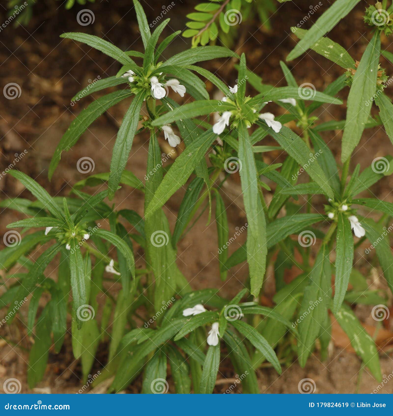 林泽兰图片_植物风景的林泽兰图片大全 - 花卉网