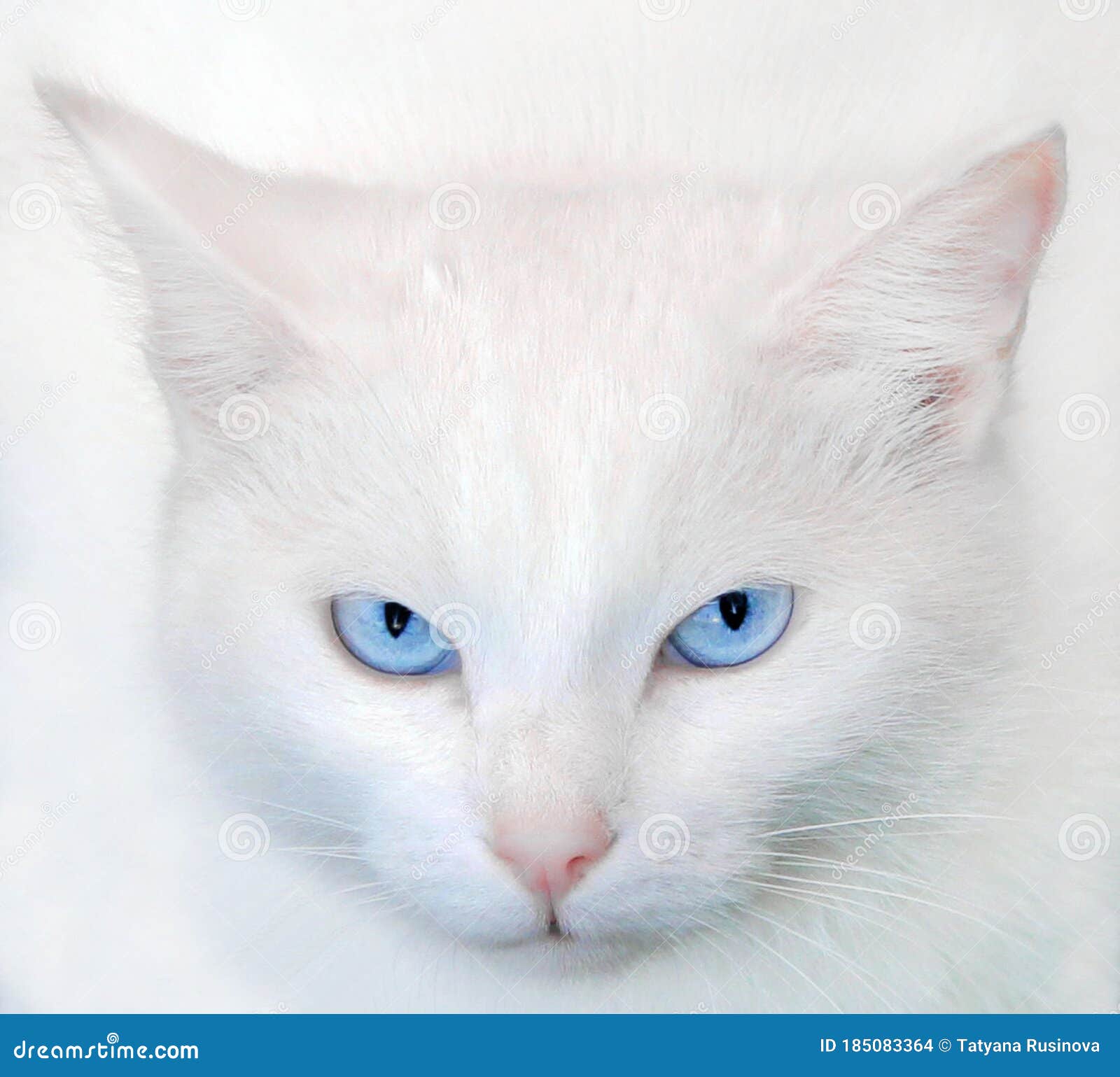 白猫,蓝眼睛,耳朵,胡须,可爱动物壁纸2560x1440高清大图_彼岸桌面