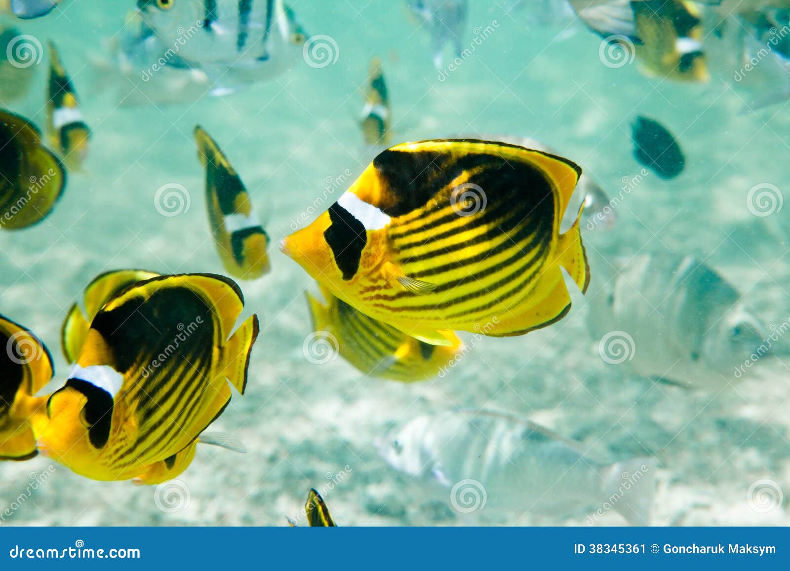 【海缸】养一条就牢底坐穿的鱼-橙仙_哔哩哔哩_bilibili