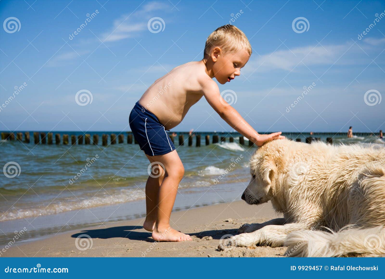 海滩男孩狗作用. 海滩男孩狗演奏小