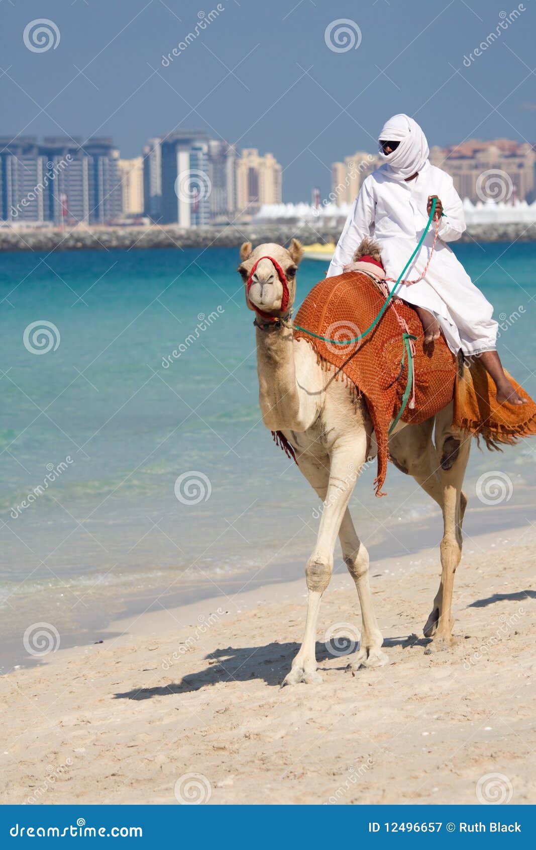 骆驼比赛在迪拜 编辑类照片. 图片 包括有 标志, 种族, 茴香, 天空, 酋长管辖区, 体育运动, 赛跑 - 103871931
