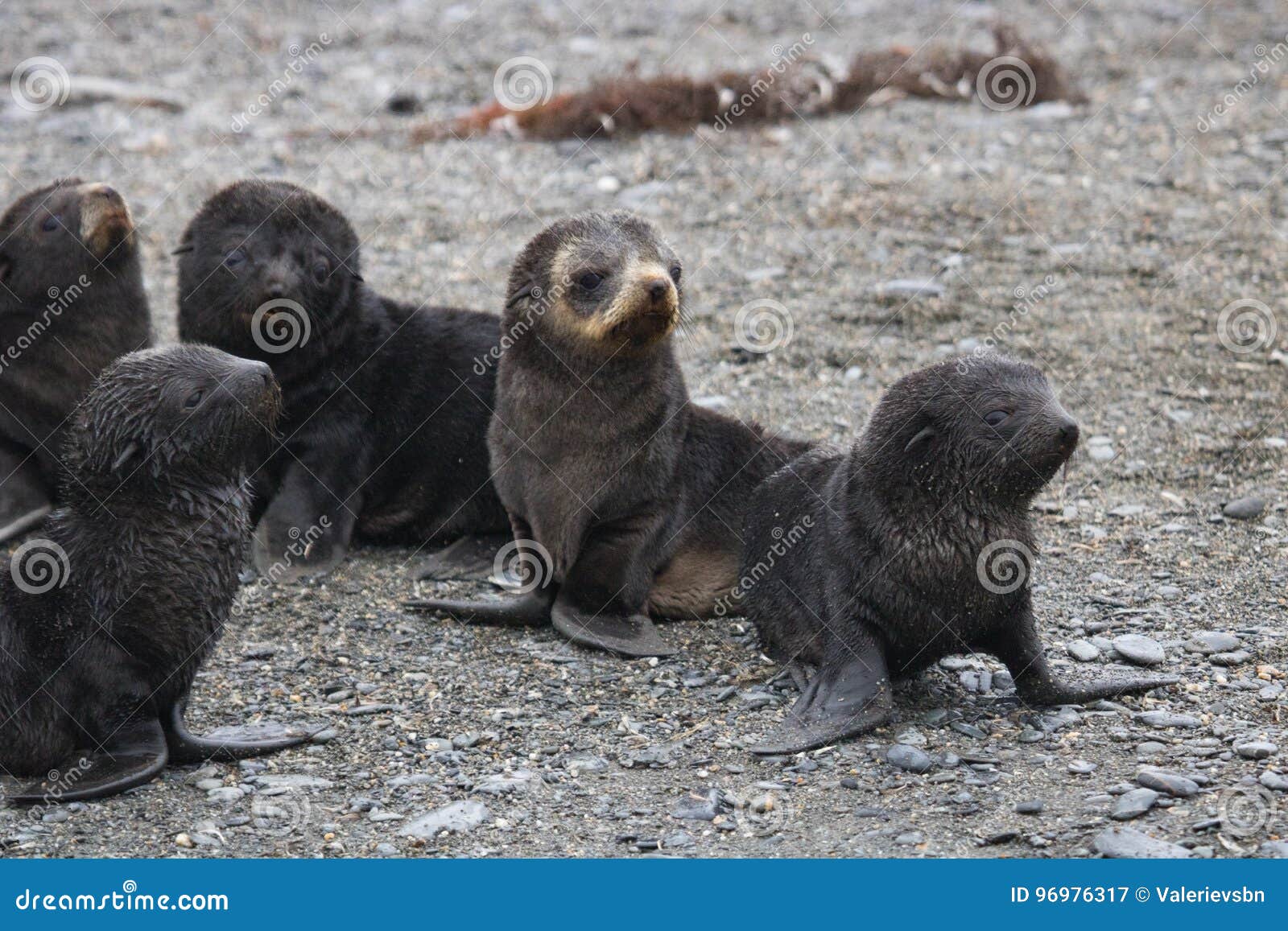 海角海狗 (Arctocephalus pusillus)高清摄影大图-千库网