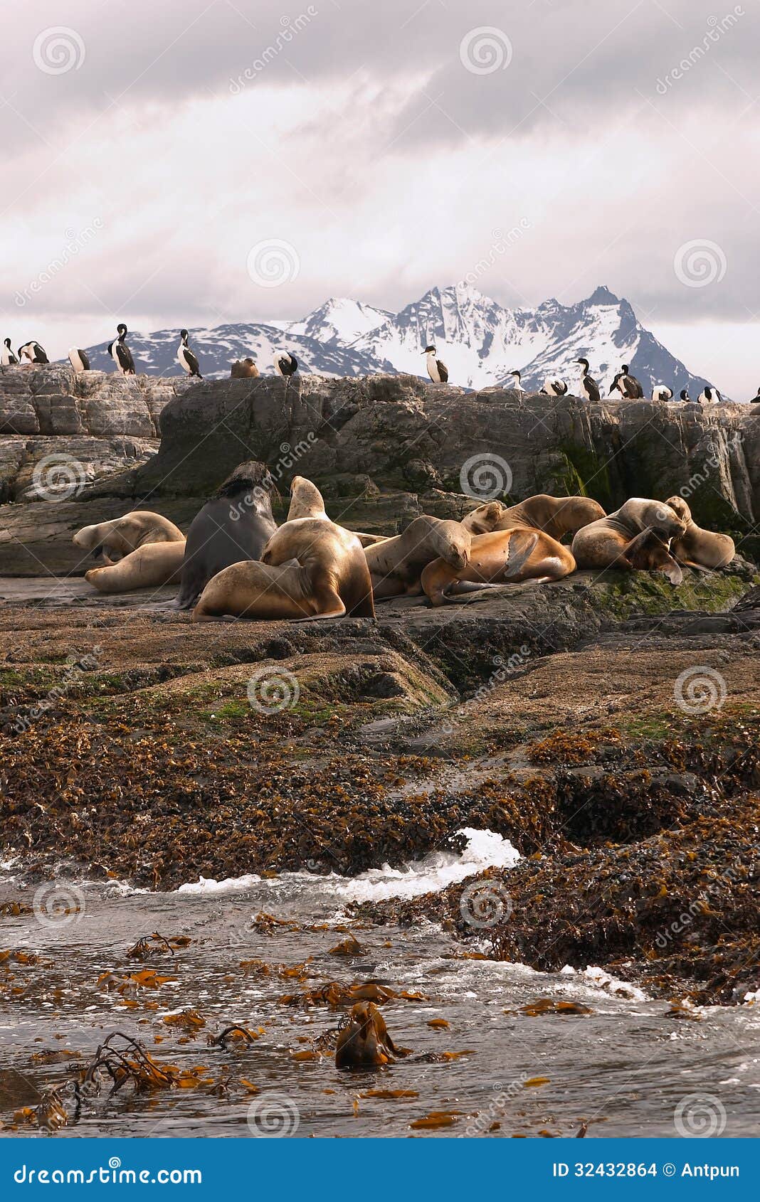 海狮海岛. 海狮和cormorans海岛