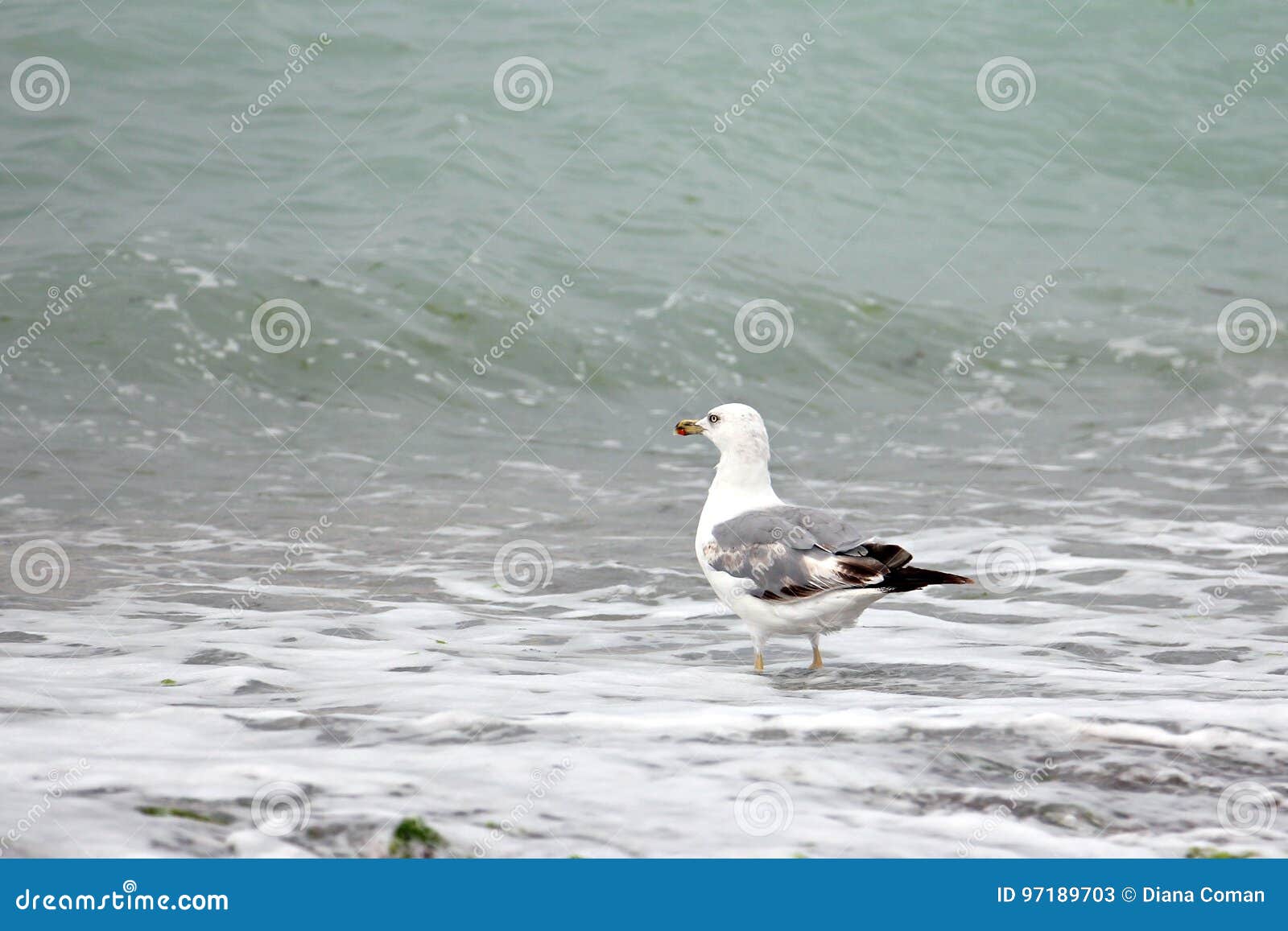 Seagull. 沐浴在海波浪的海鸥