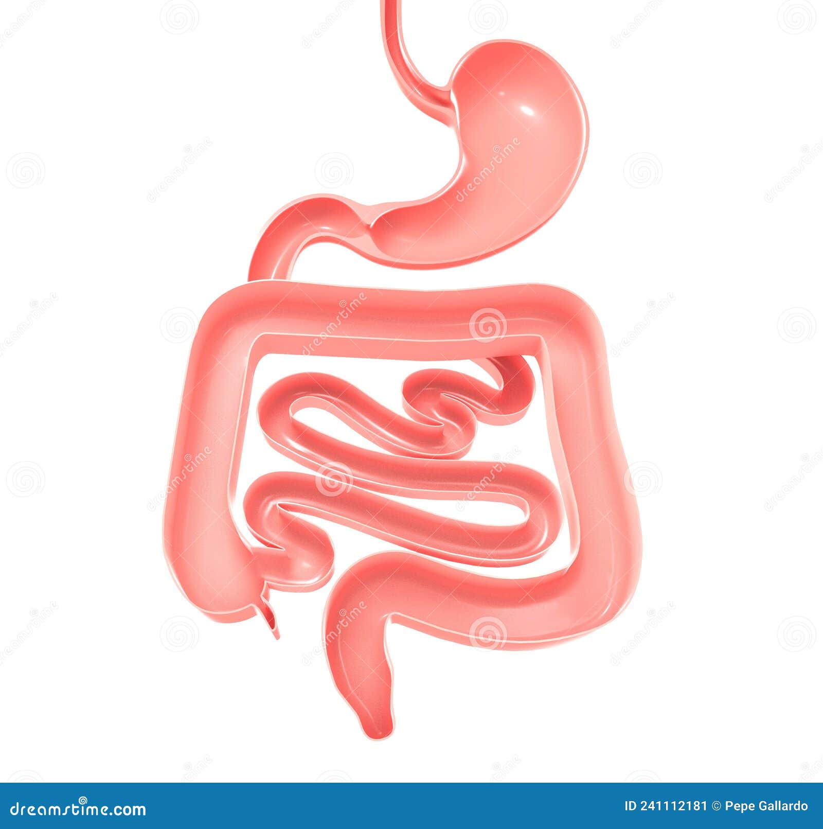 大小肠三维图解人消化系统解剖学 库存例证. 插画 包括有 背包, 食道, 亚伯・, 正横, 带状闪长岩 - 211844053