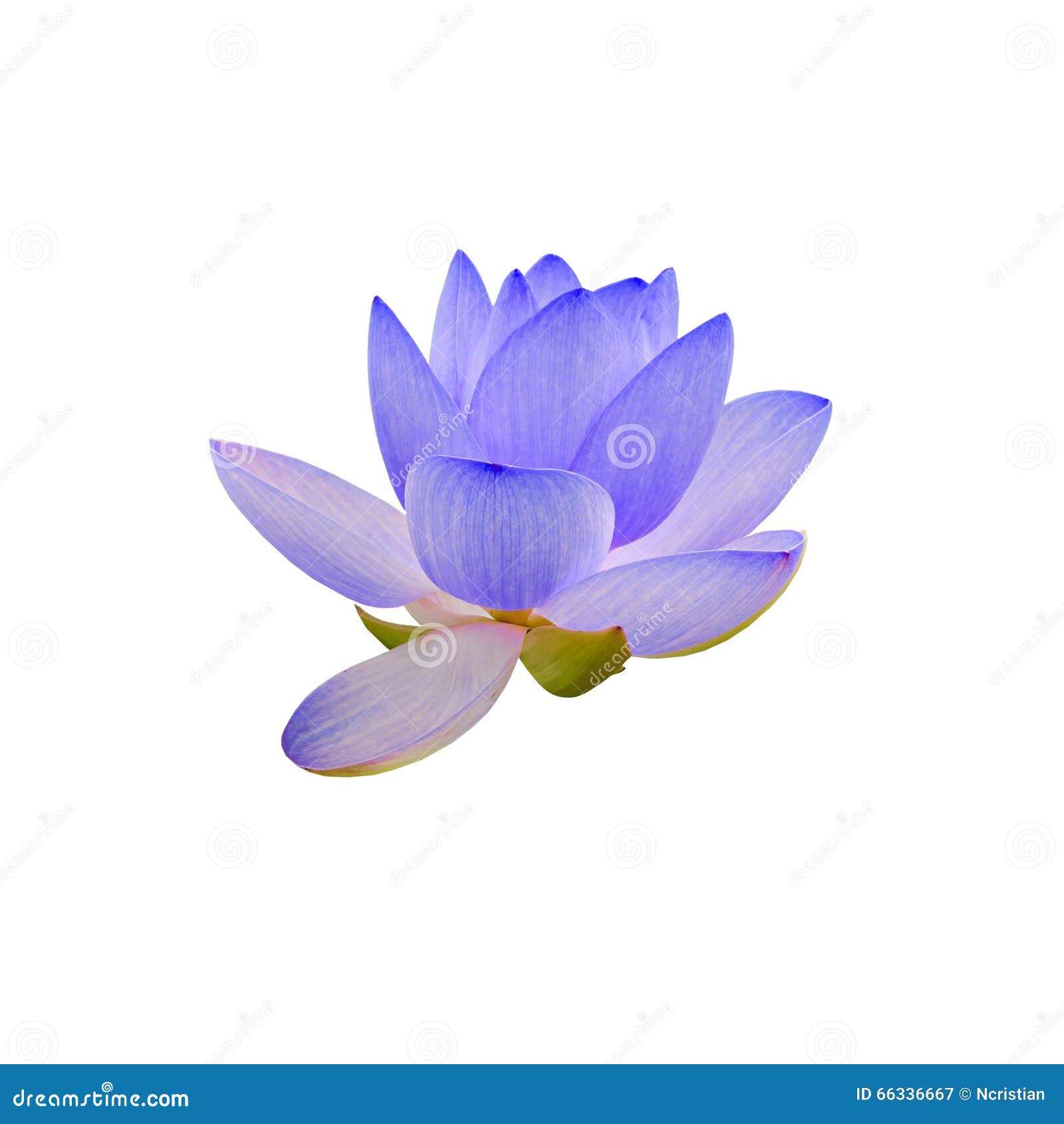 淡紫色黄睡莲花,水百合,池塘百合,睡莲,莲属nucifera,亦称印 淡紫色黄睡莲花,水百合,池塘百合,睡莲,莲属nucifera,亦称印