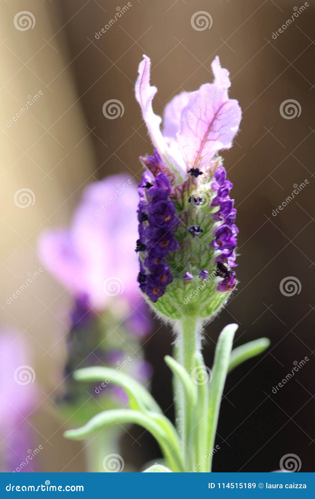 唯一紫色淡紫色花特写镜头