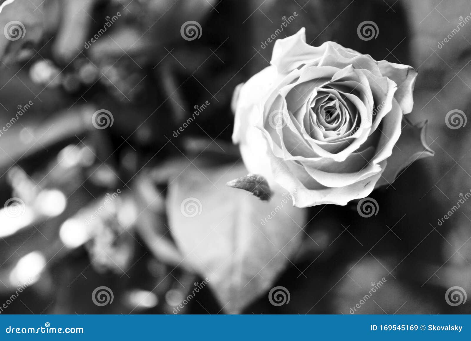 黑白玫瑰花朵图片素材-编号04413825-图行天下