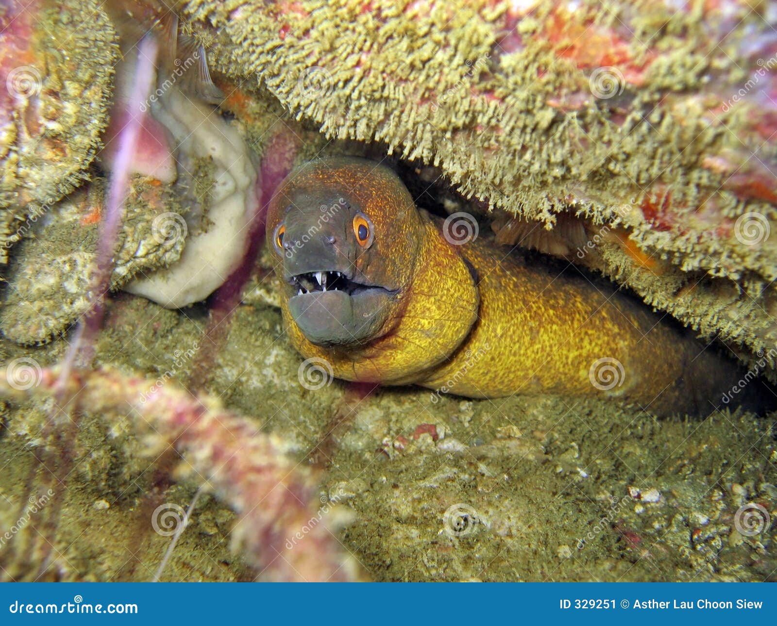 鳗鱼金黄海鳗尾标 库存照片. 图片 包括有 海运, 下潜, 水肺, 模式, 加勒比, 表面, 潜水员, 金黄 - 11096310