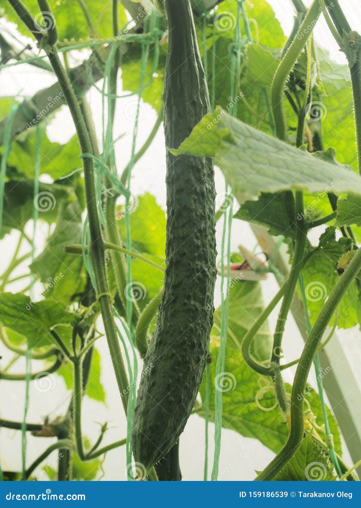 幼黄瓜在花园里生长特写 库存照片. 图片 包括有 新鲜, 绽放, 生长, 农夫, 耕种, 酥脆, 食物 - 226680180