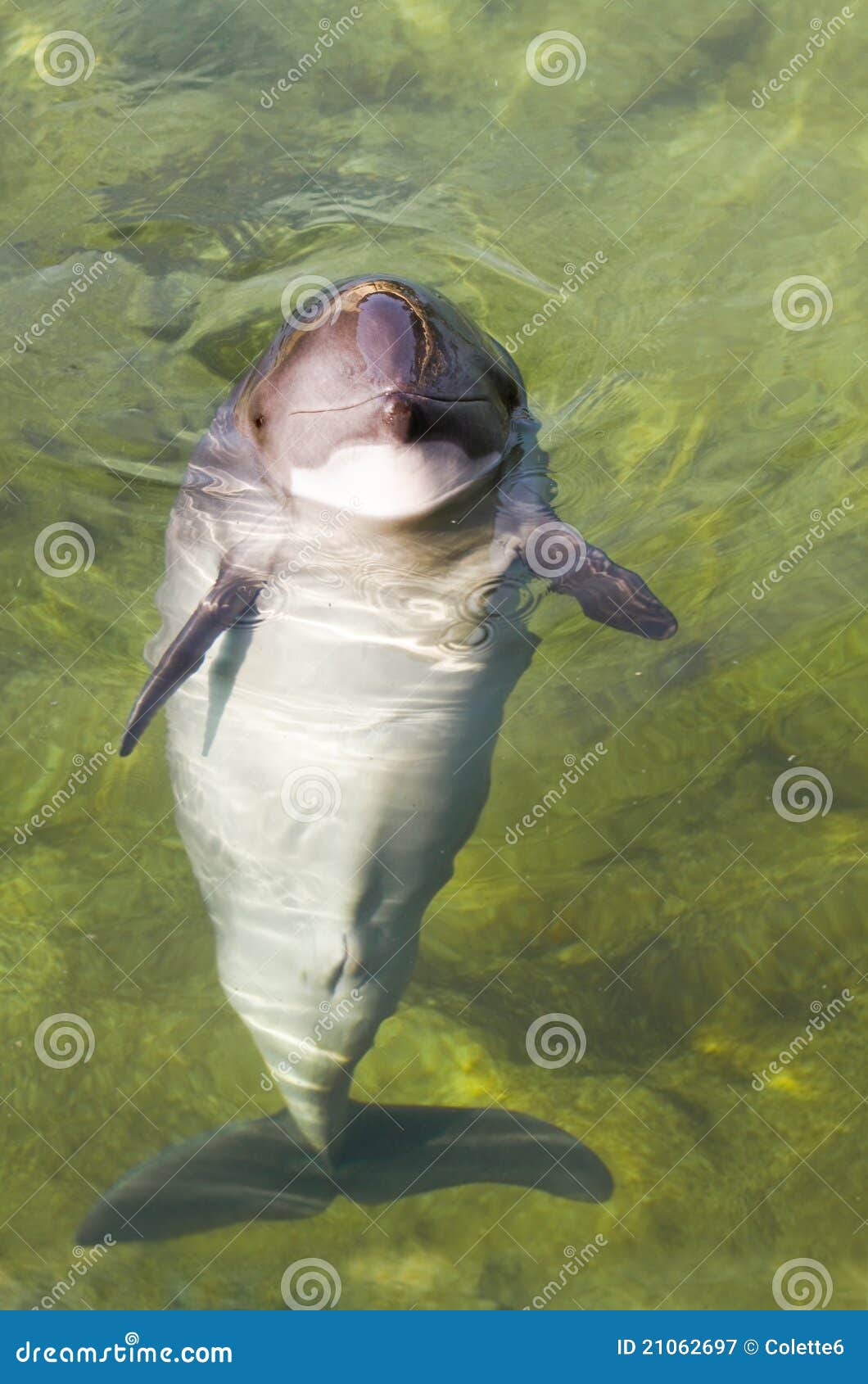 清楚的好奇港口phocoena海豚夏天阳光水