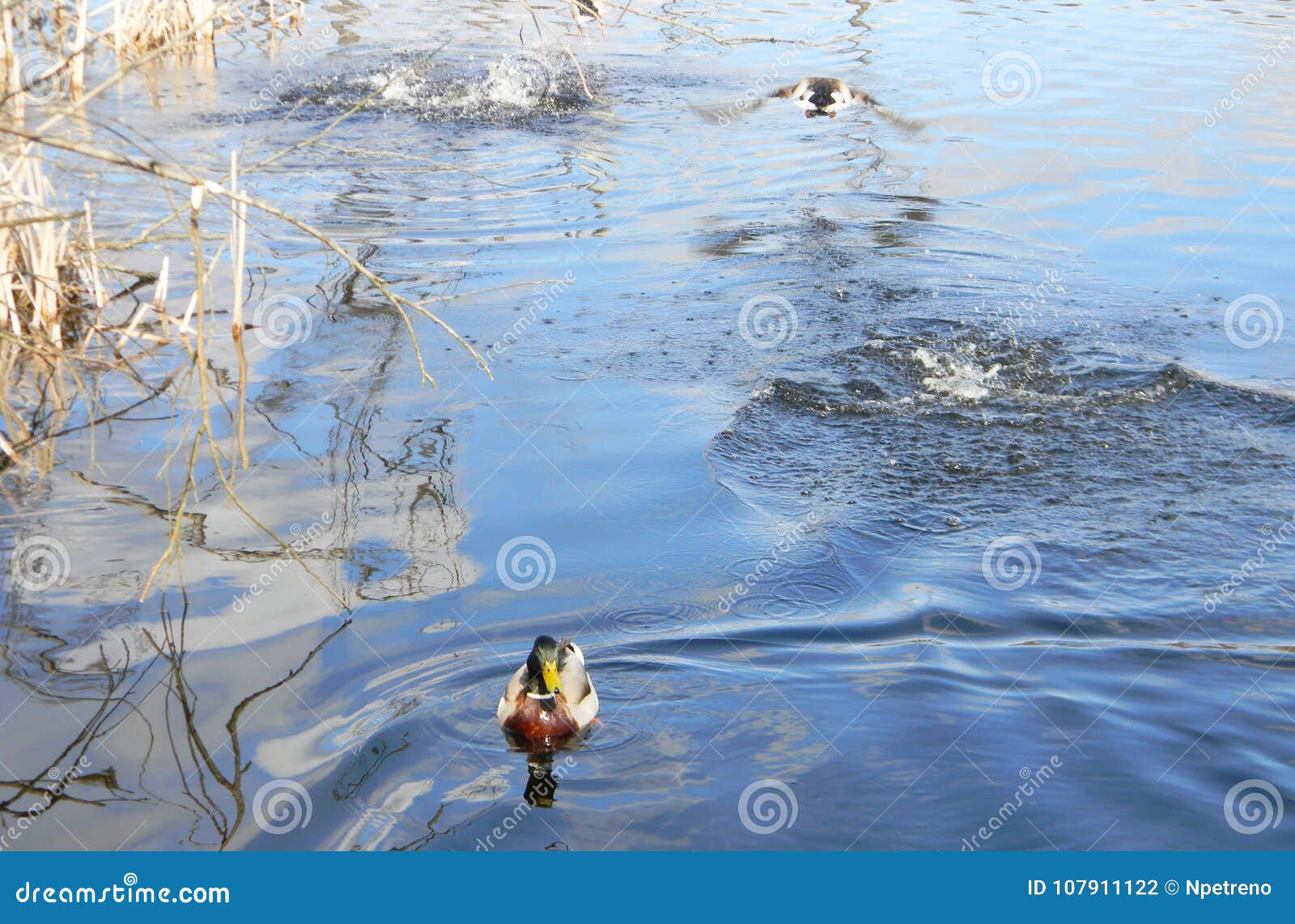 野鸭鸭子潜水以一磅 库存照片. 图片 包括有 野生生物, 鸭子, 瓶颈, 池塘, 水下, 通配, 本质, 滑稽 - 62382486