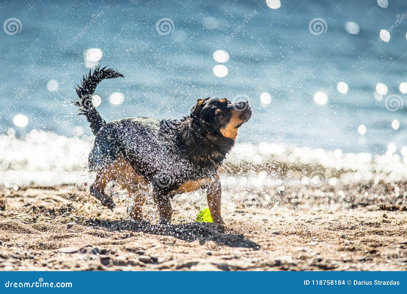 湿狗震动. 震动水的湿狗可看见外套和的水滴 蓝色海背景