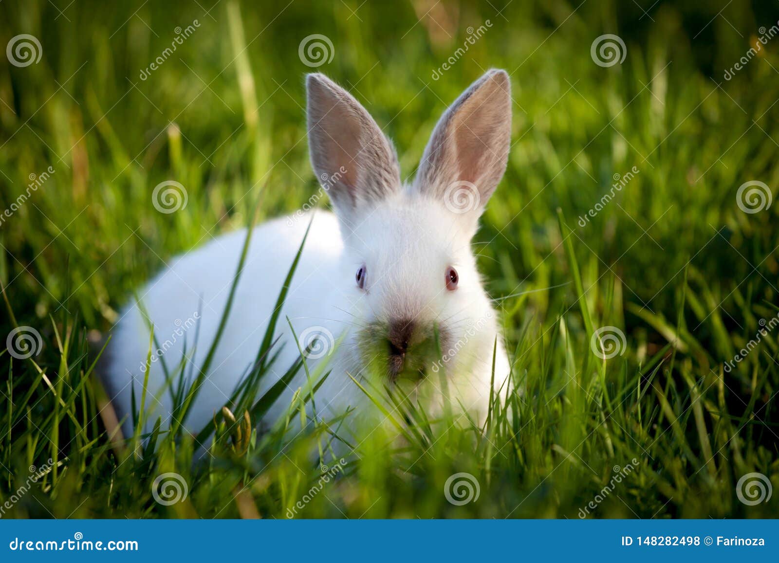 在绿草的灰色兔子 库存照片. 图片 包括有 农场, 友好, 敌意, 庭院, 草甸, 逗人喜爱, 哺乳动物 - 46202654