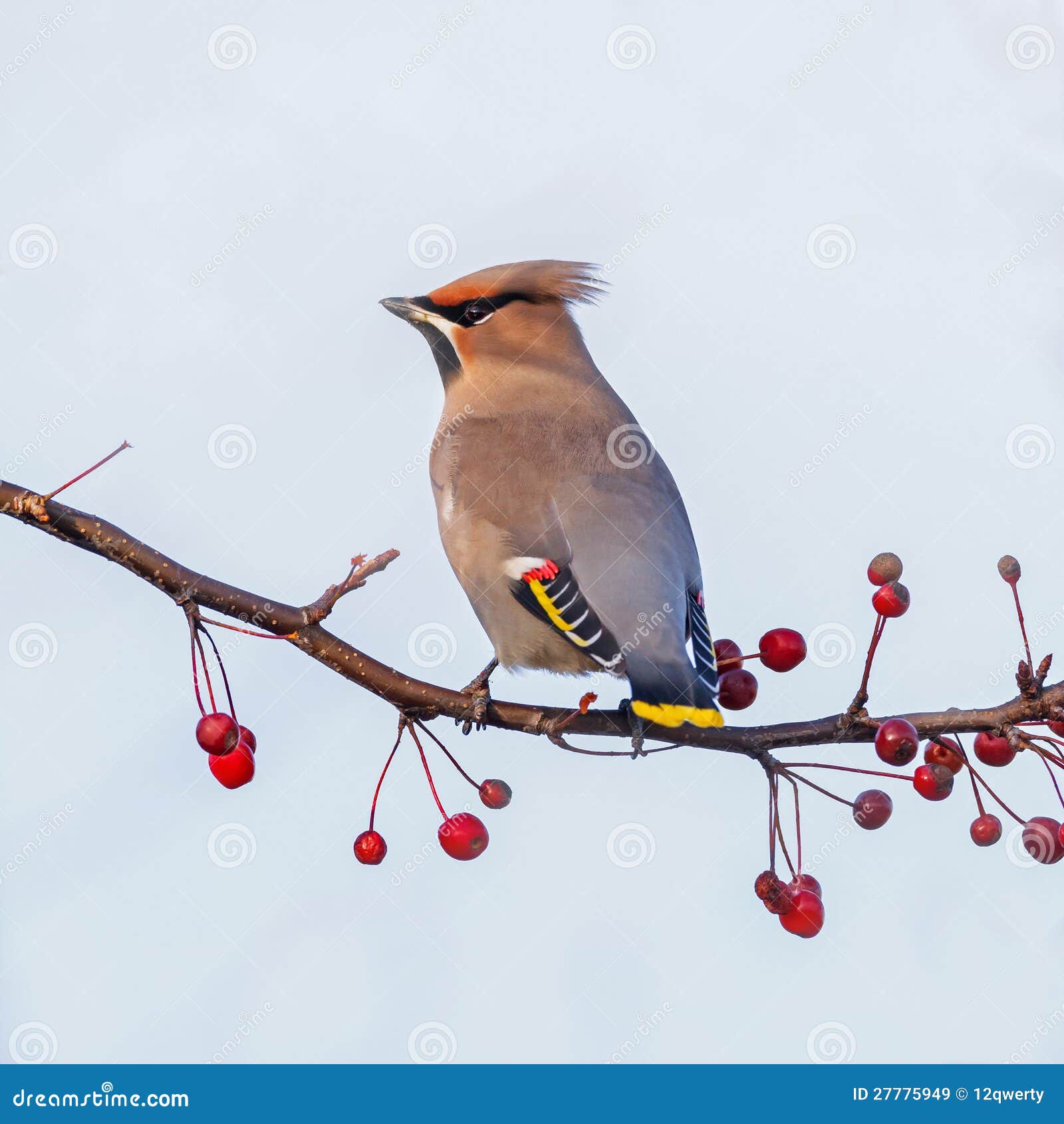 漂泊Waxwing Bombycilla garrulus在荷兰