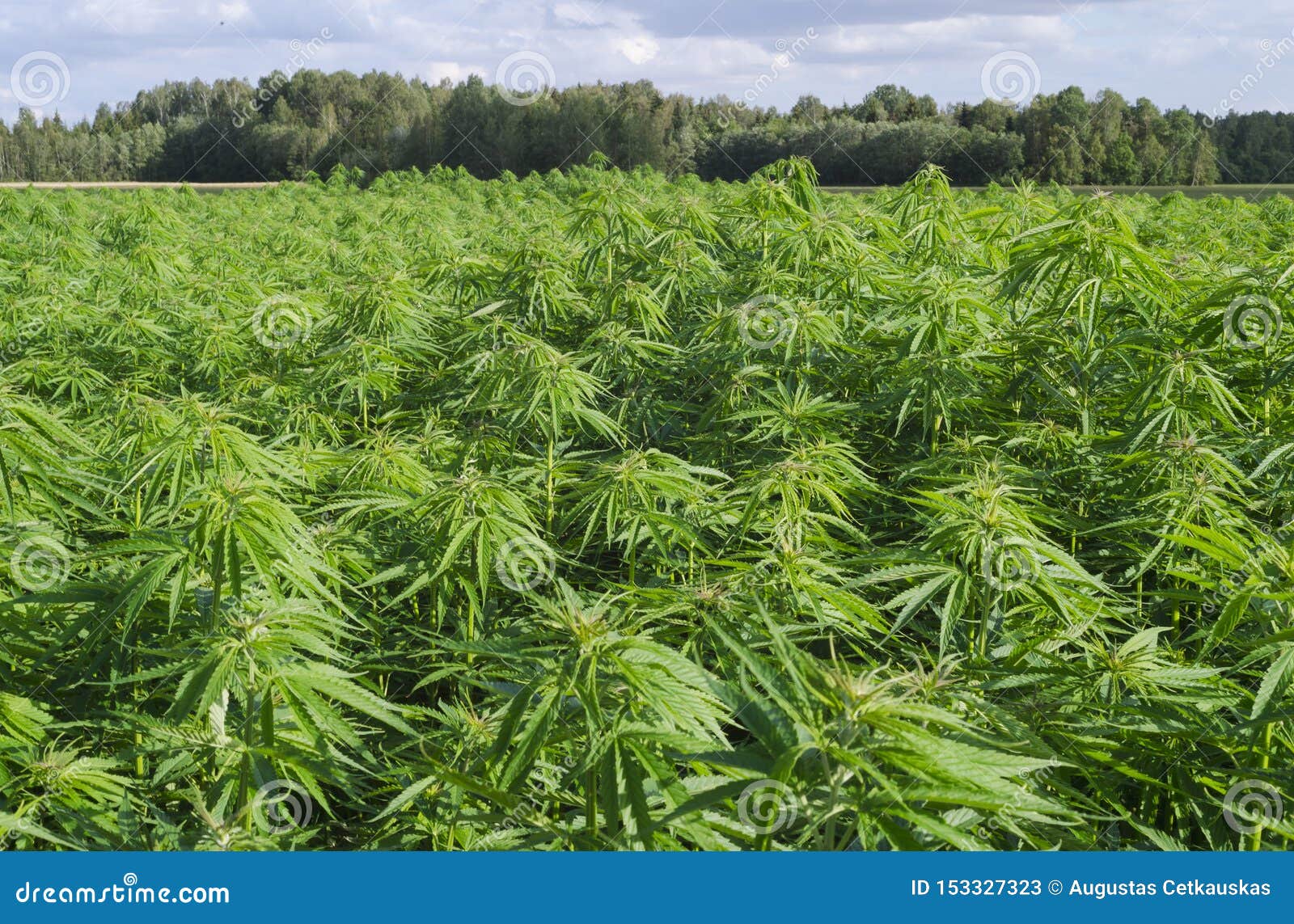 漂白亚麻纤维的大麻，大麻叶子，医疗植物摄影