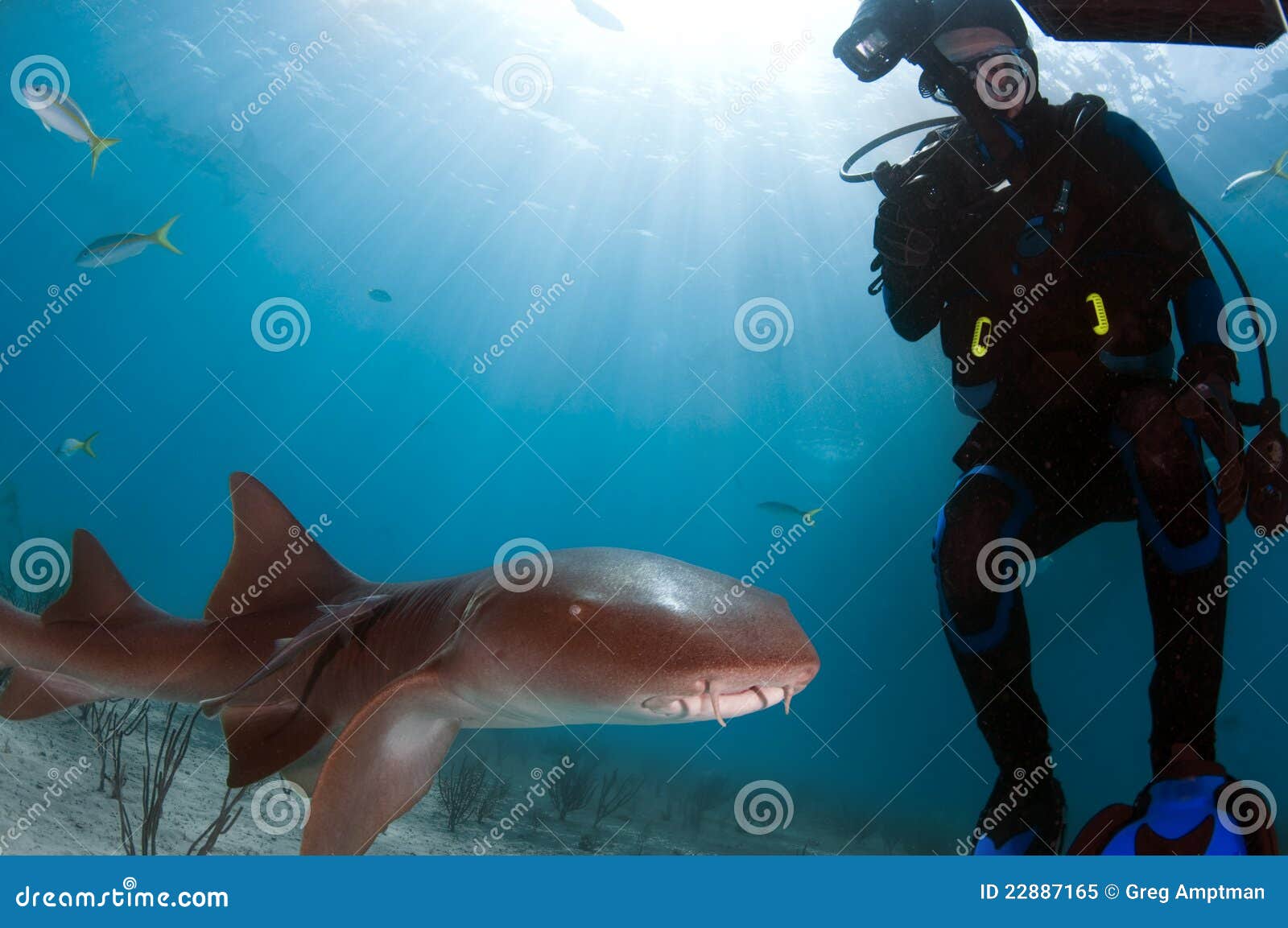 渔网成“死亡牢笼” 英国摄影师拍摄潜水员解救被困鲨鱼