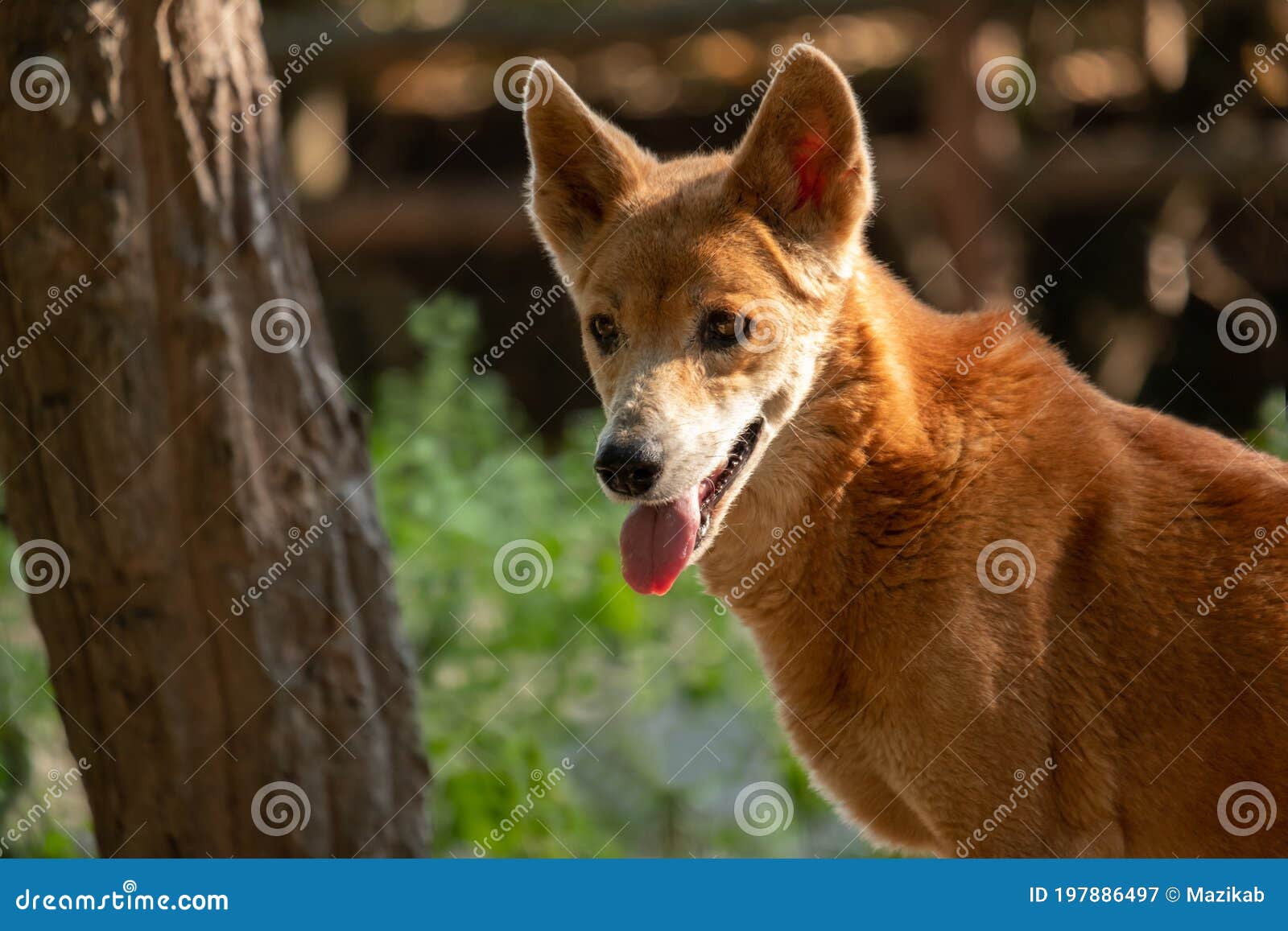 澳洲野犬：一种长得像大黄的“野狗”！ - 知乎