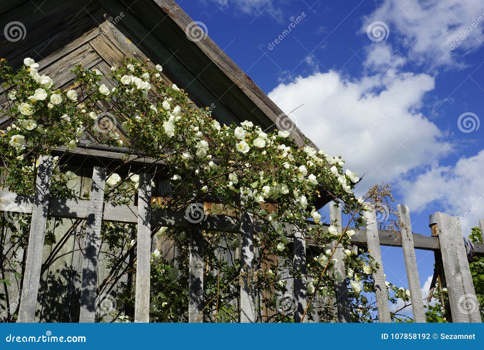 灌木在篱芭附近开花一朵白色狗玫瑰在国家