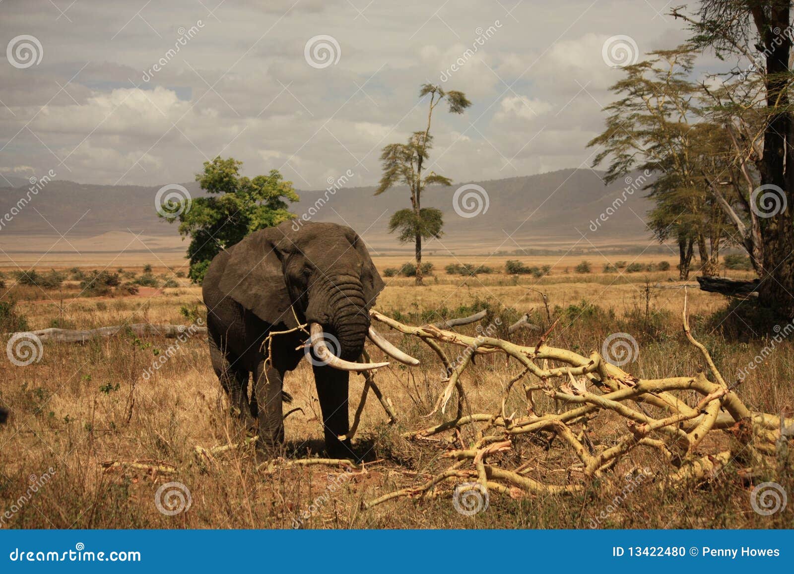 火山口大象ngorongoro 库存照片. 图片 包括有 塞伦盖, 哺乳动物, 原始, 公园, 原野, 保护 - 6516898